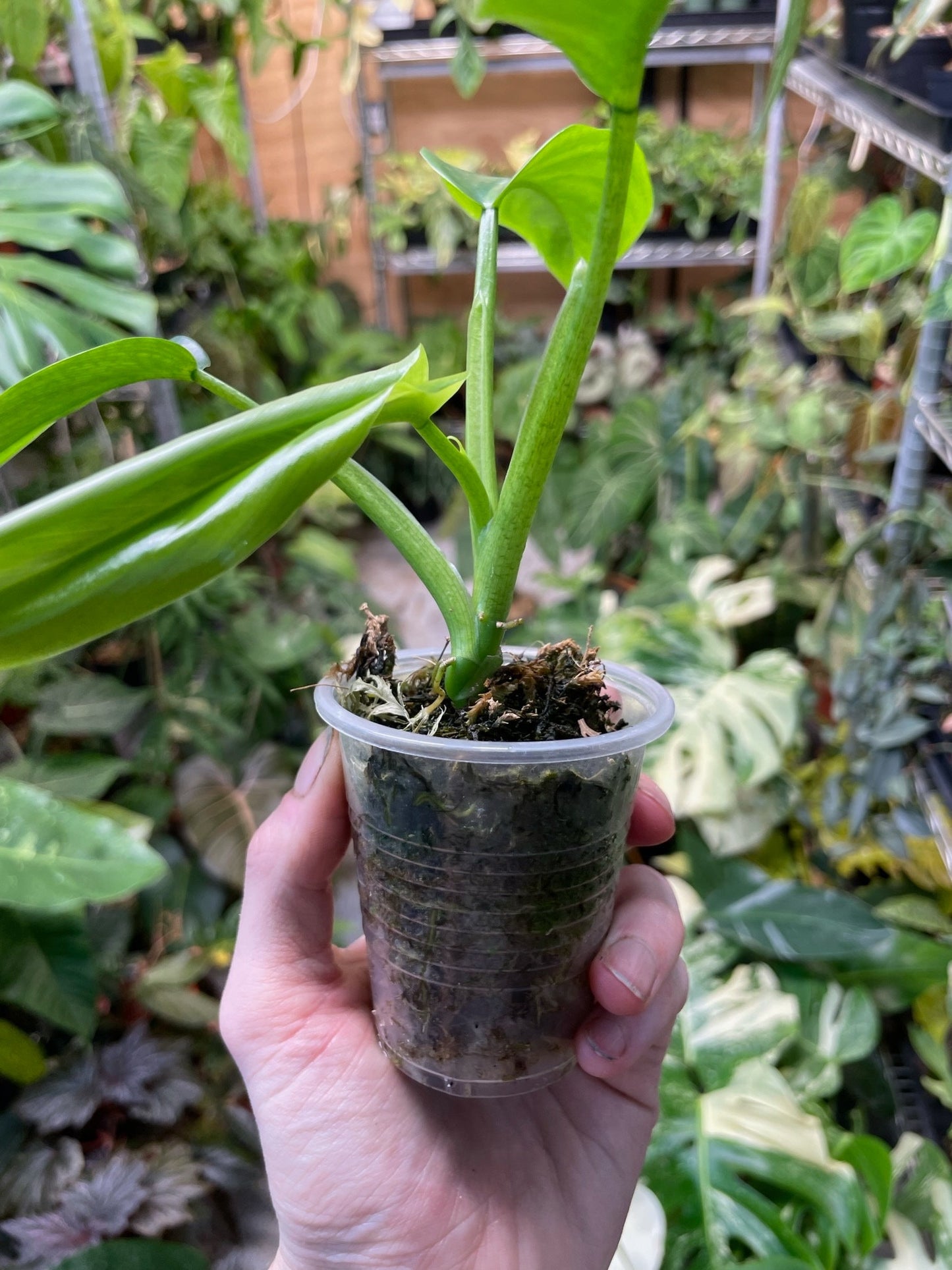 Philodendron Tripartitum Small