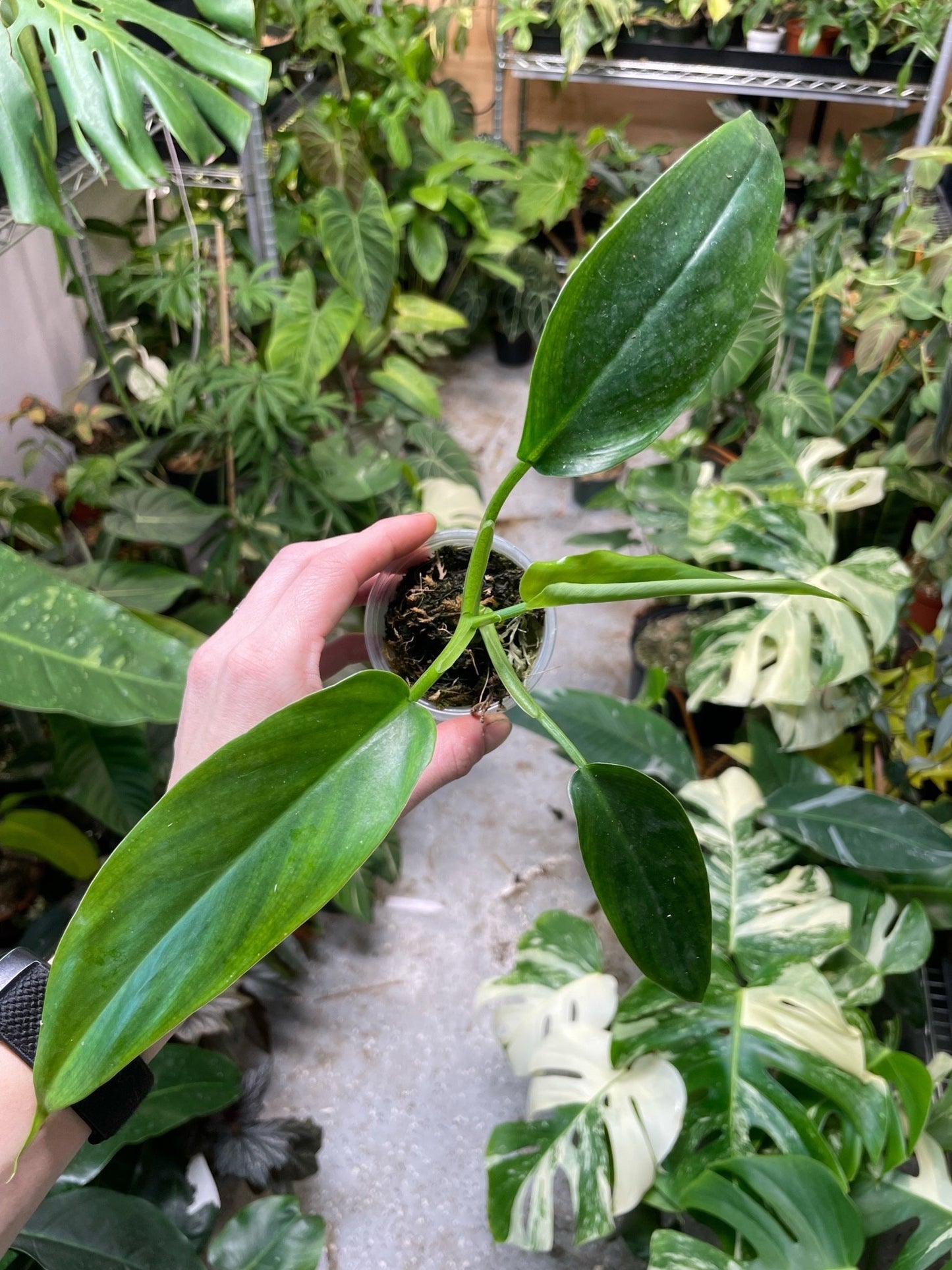 Philodendron Tripartitum Small