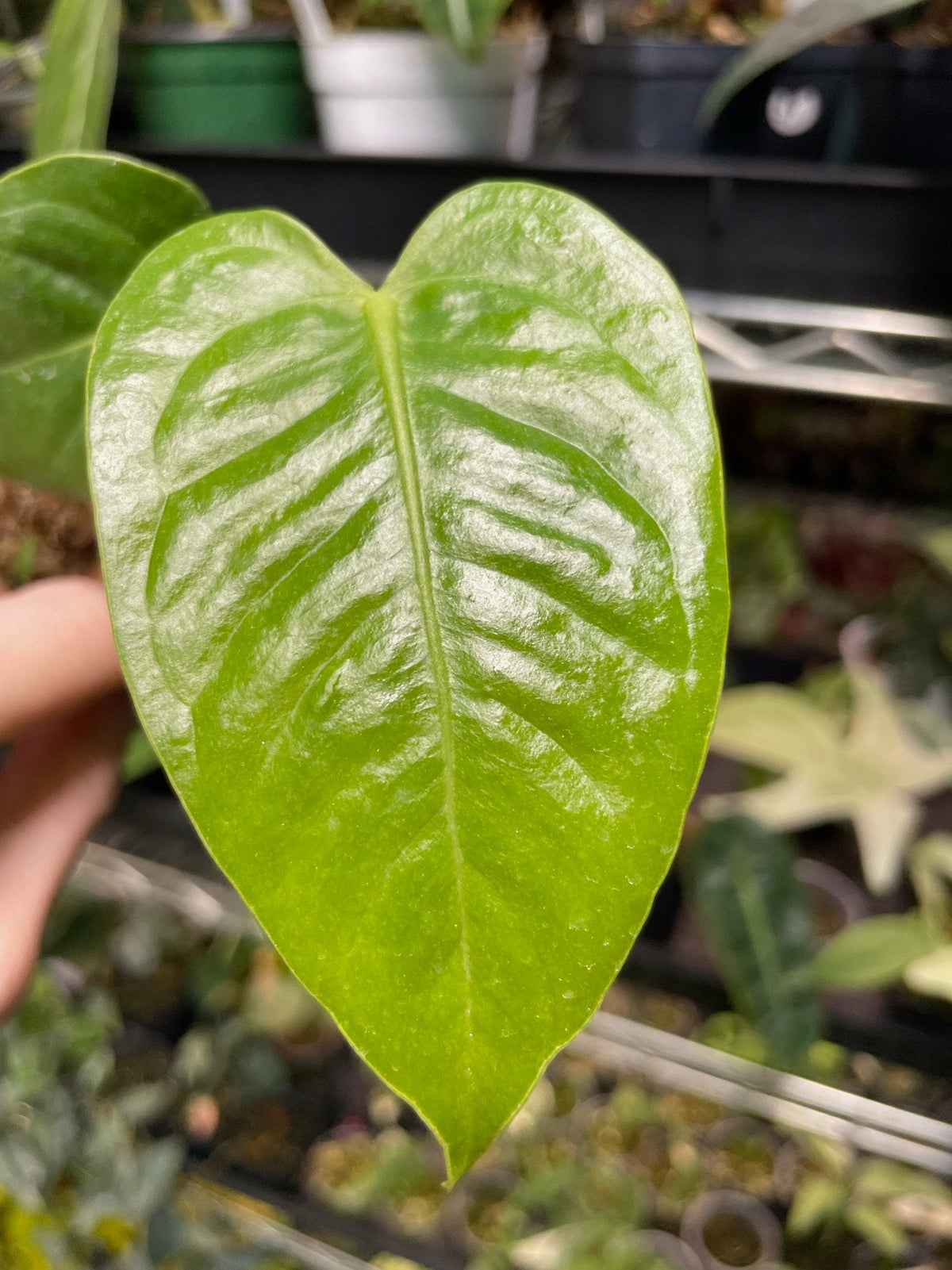 Anthurium Veitchii Small