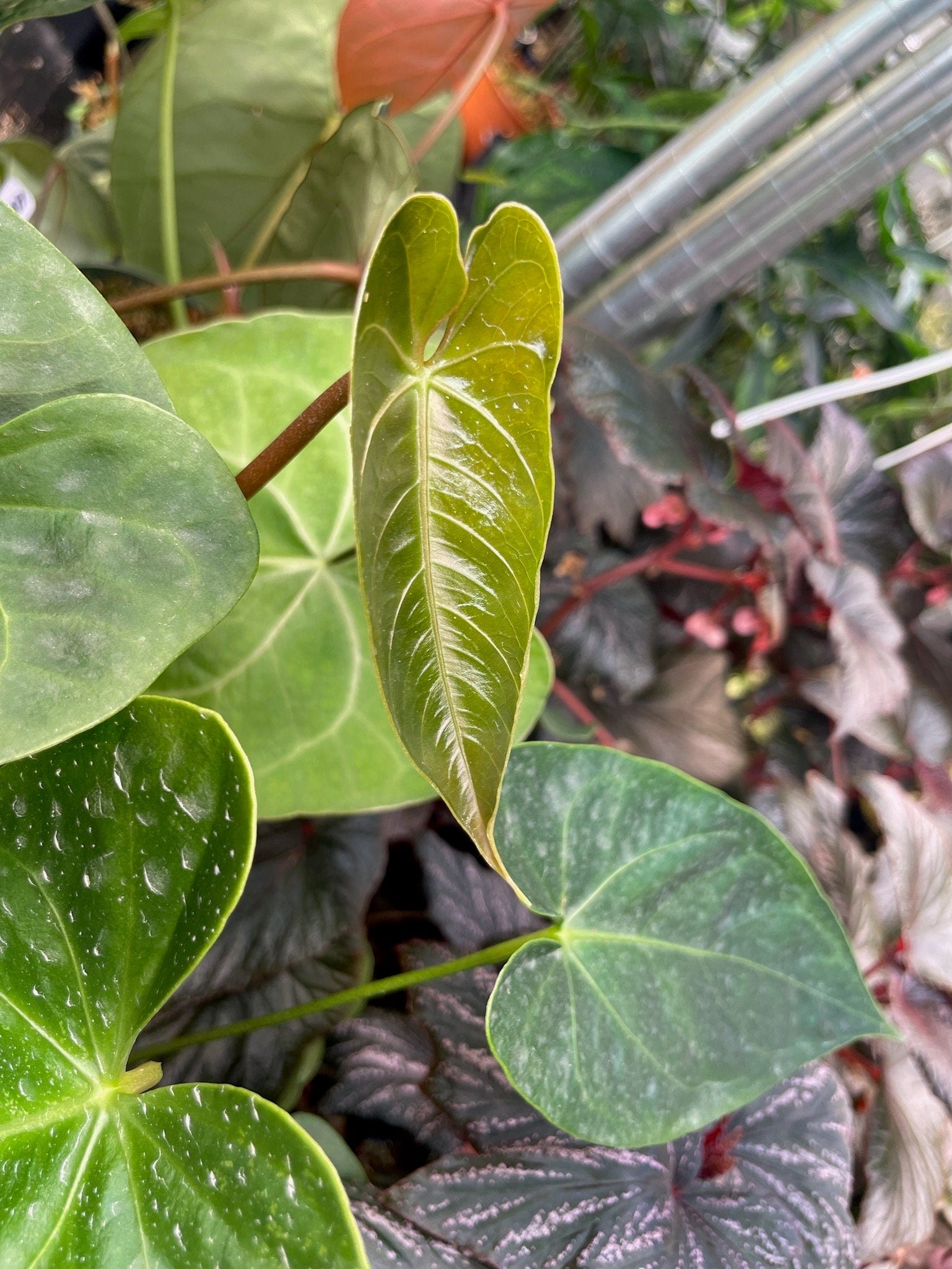anthurium nega Anthurium Regale x Nigrolaminum Gigi – NurseryRx