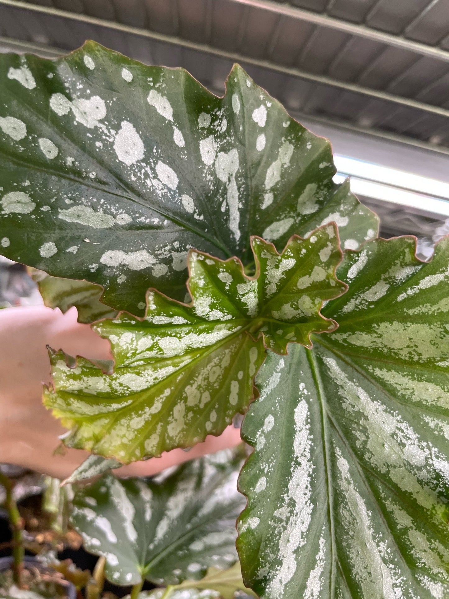 Begonia American River