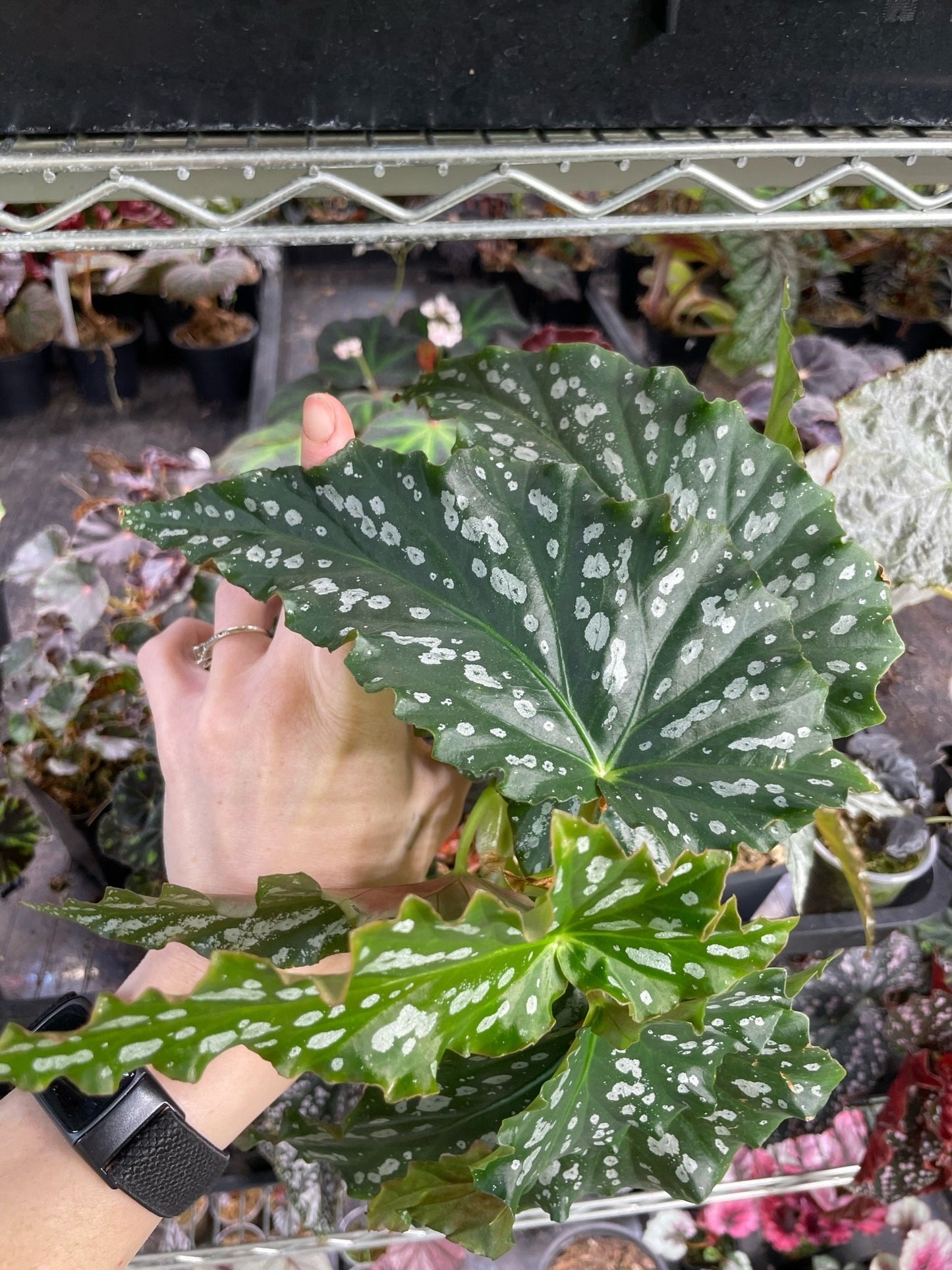 Begonia American River