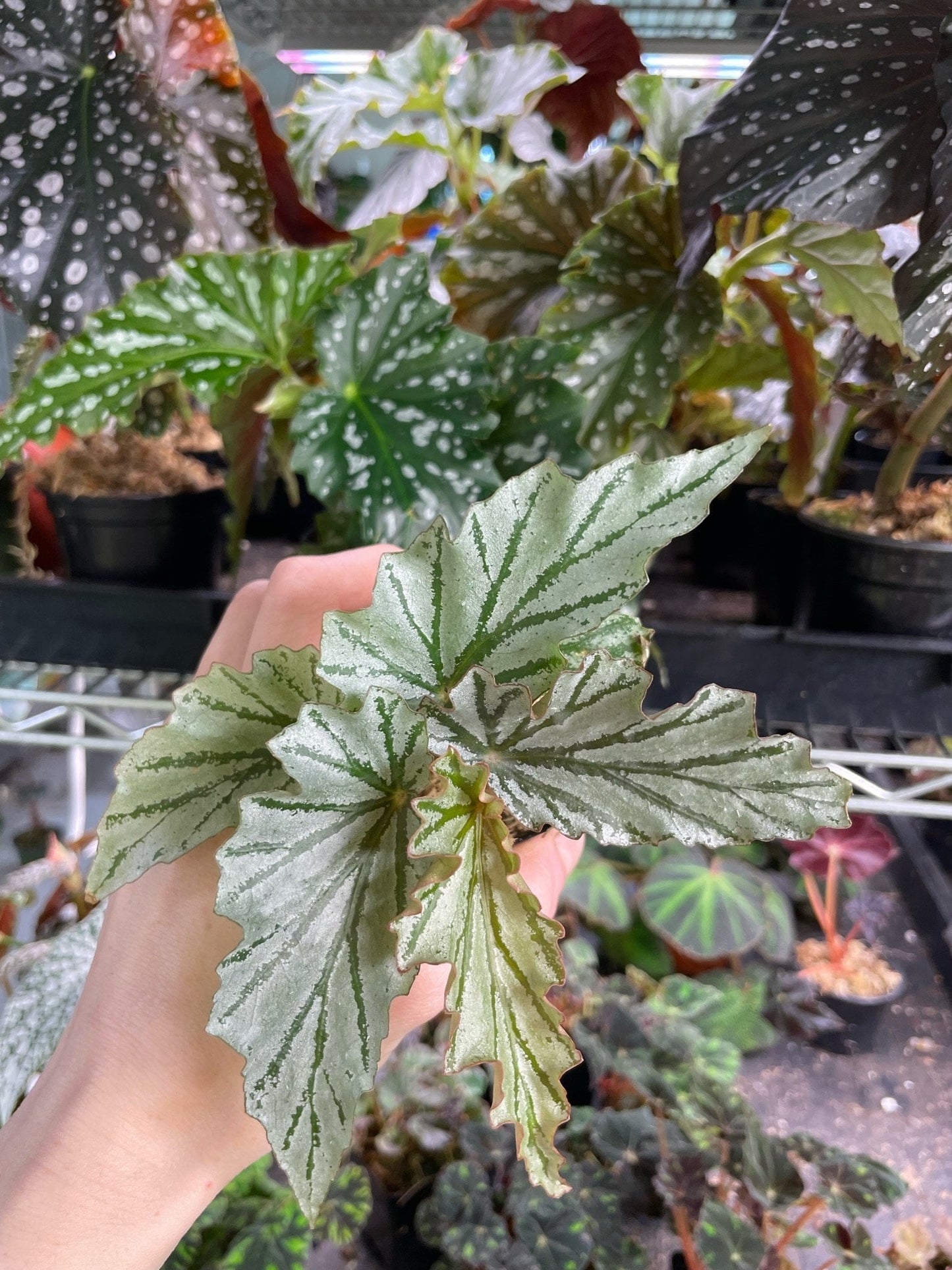 Begonia American River