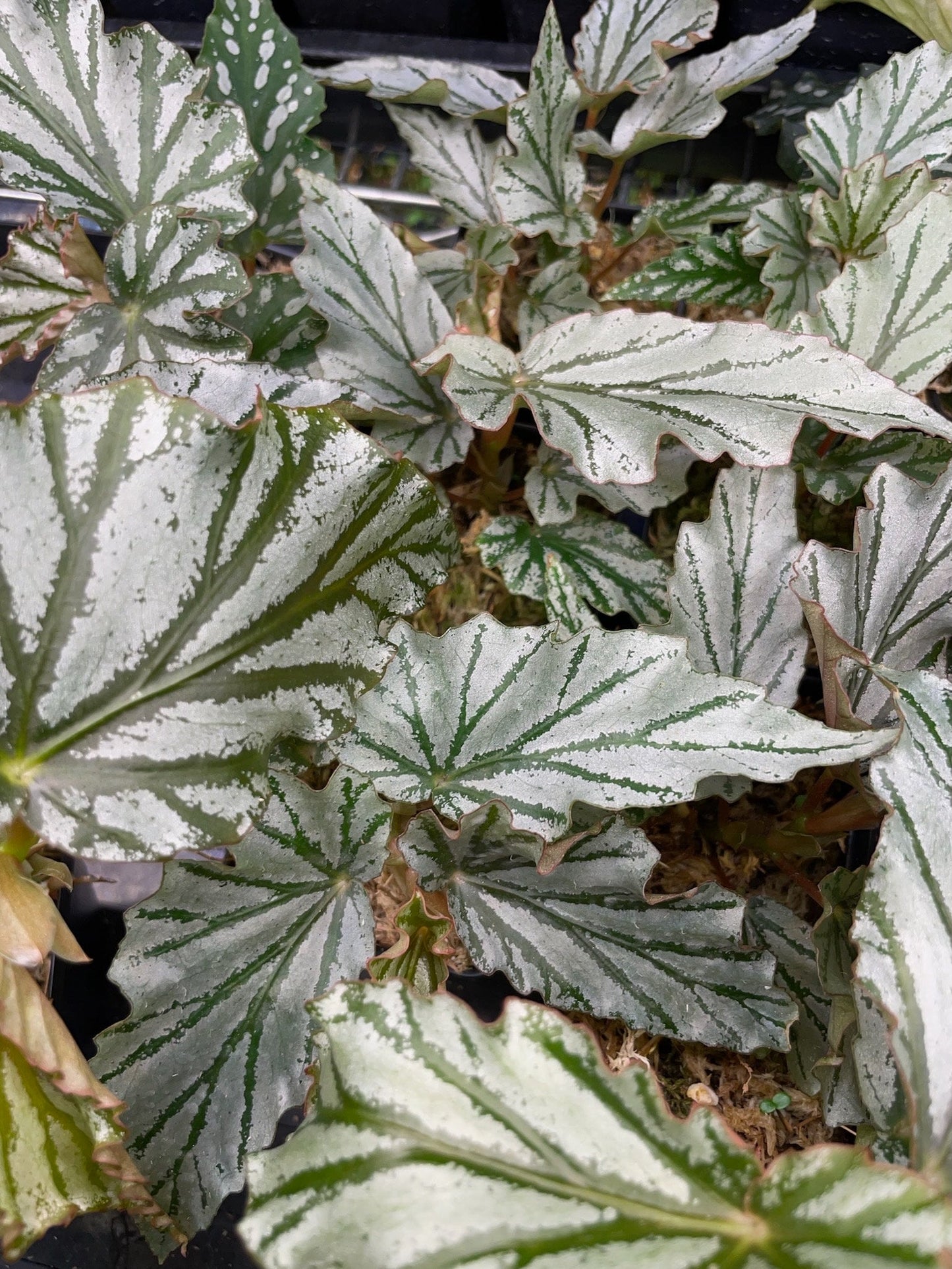 Begonia American River