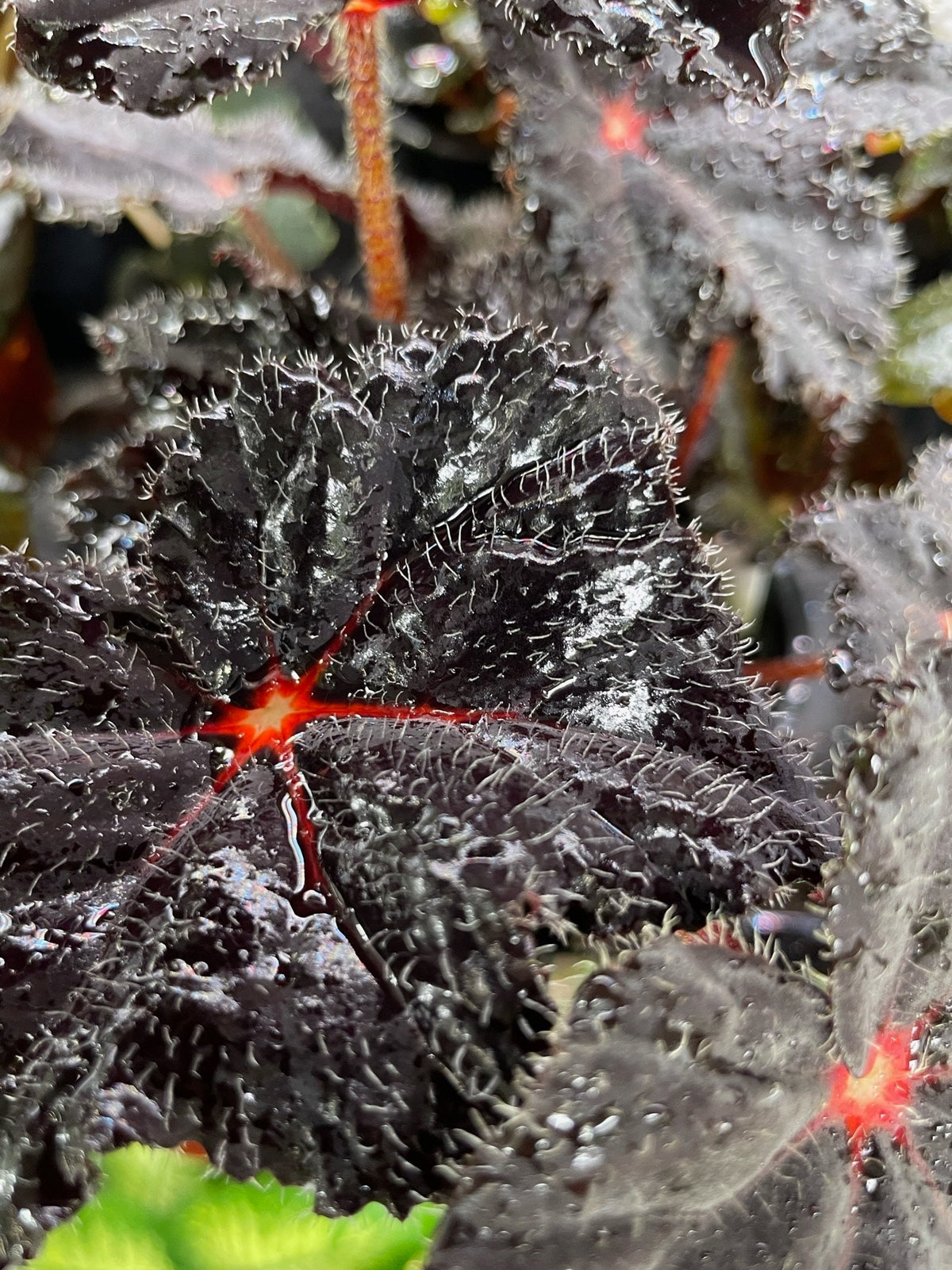 Begonia Hallows Eve