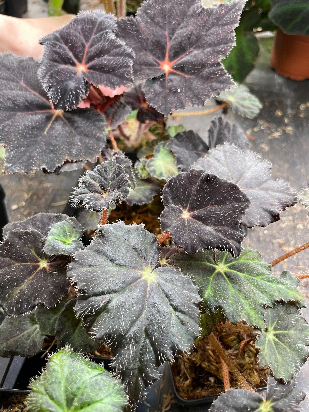 Begonia Hallows Eve