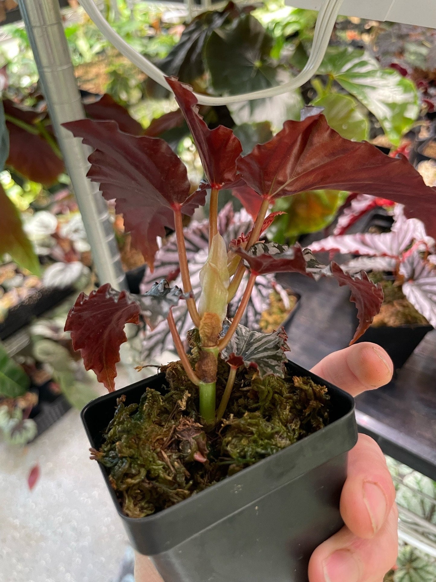 Begonia Guy Savard