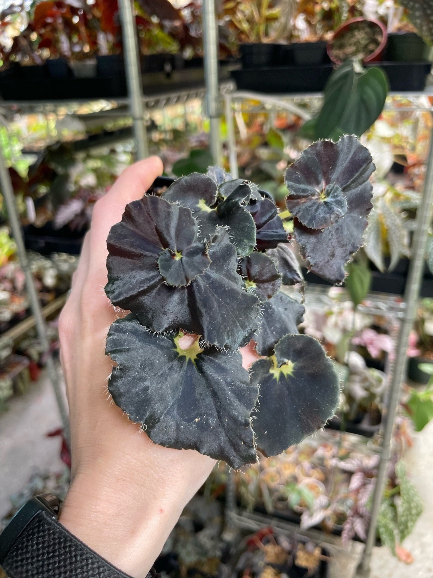 Begonia Mo Reese