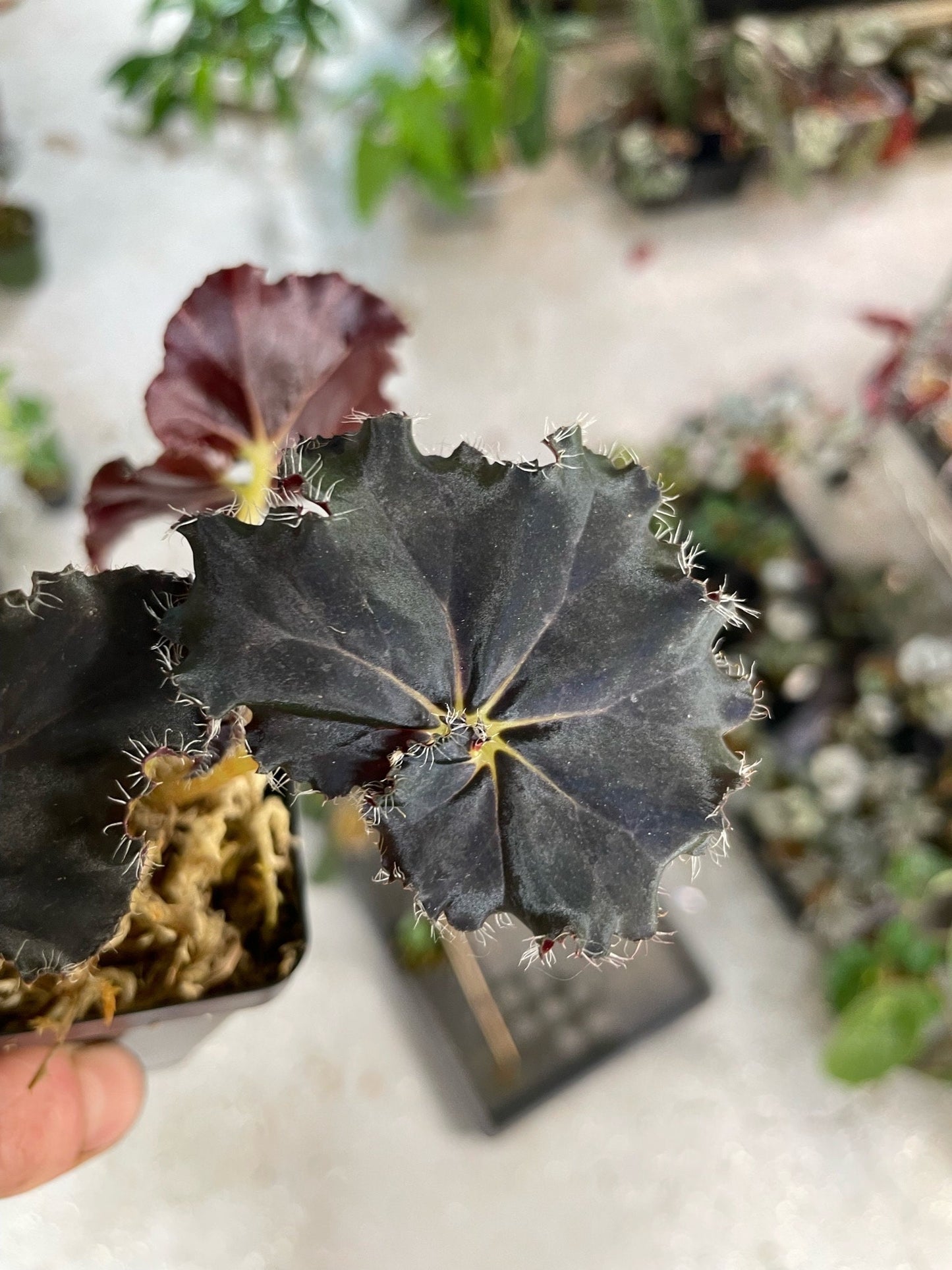 Begonia Mo Reese