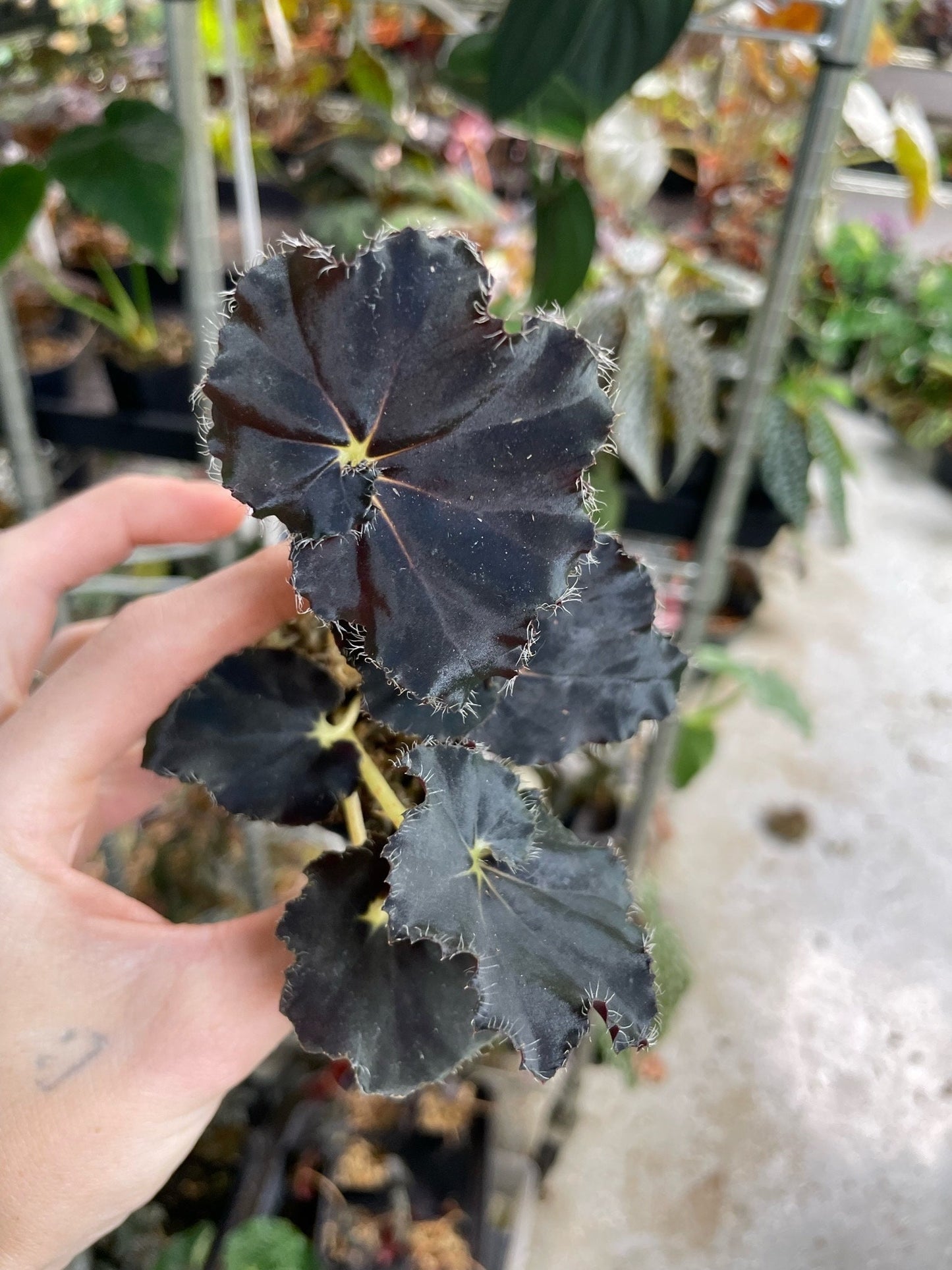 Begonia Mo Reese