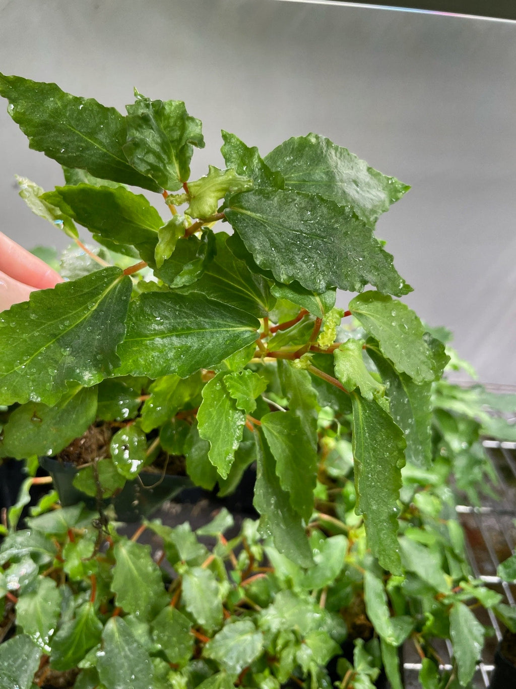 Begonia Cubensis