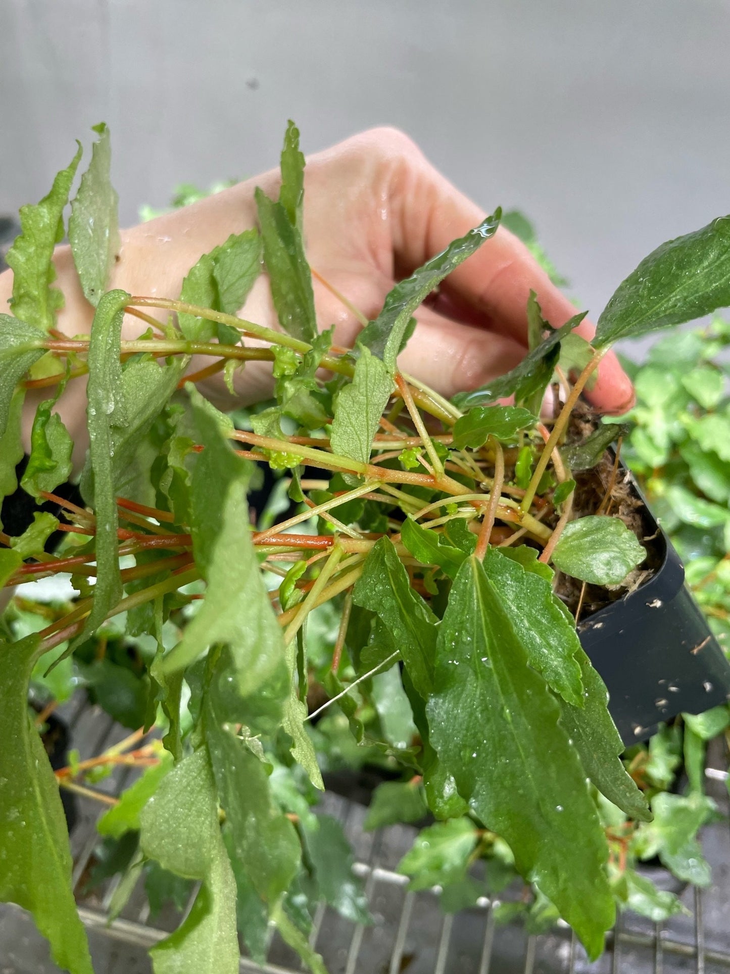 Begonia Cubensis