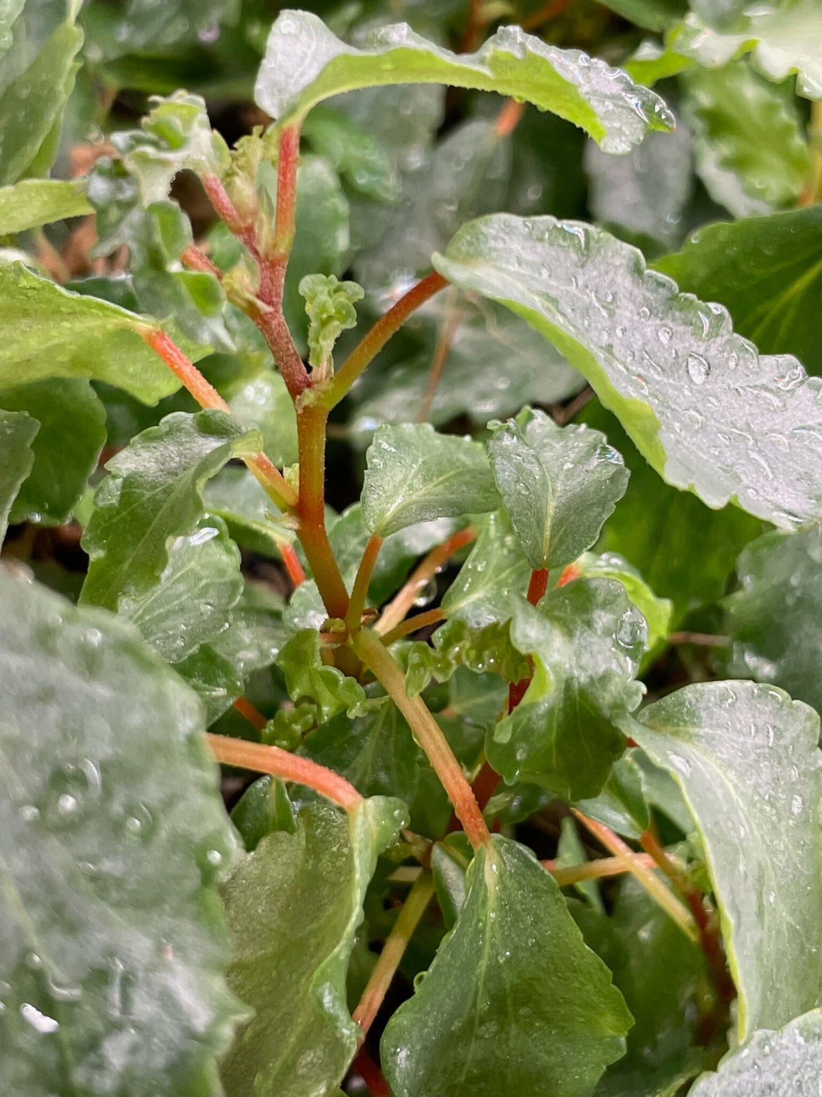 Begonia Cubensis