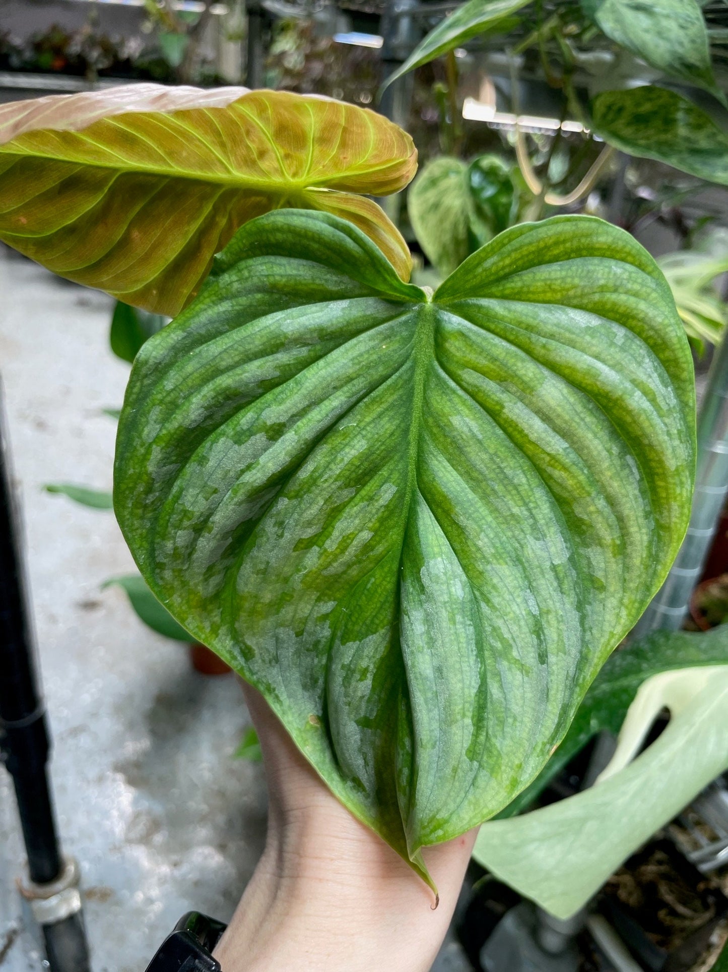 Philodendron Majestic