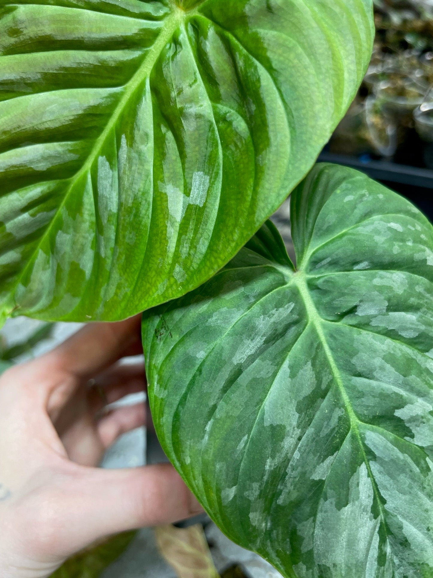 Philodendron Majestic