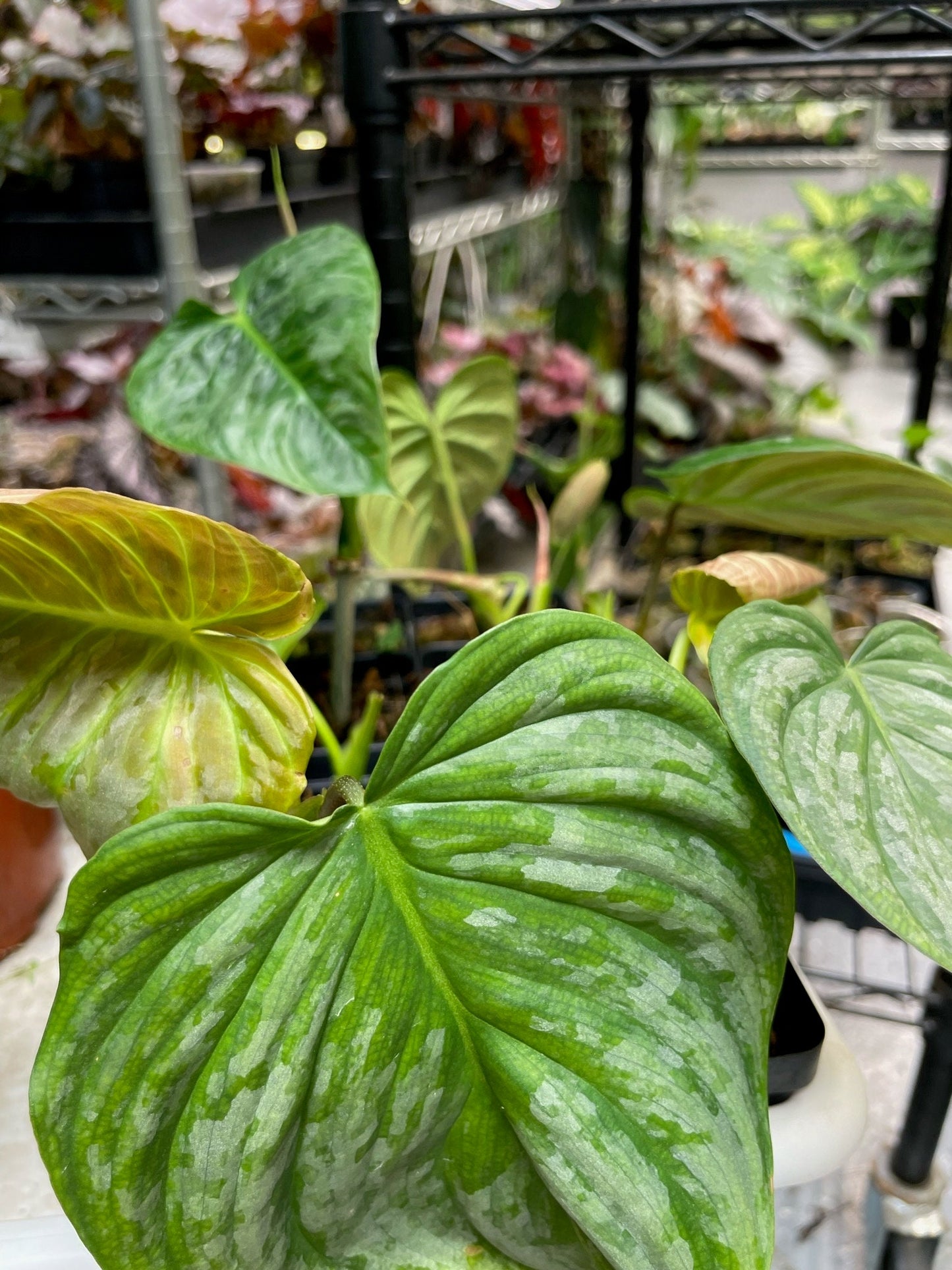 Philodendron Majestic