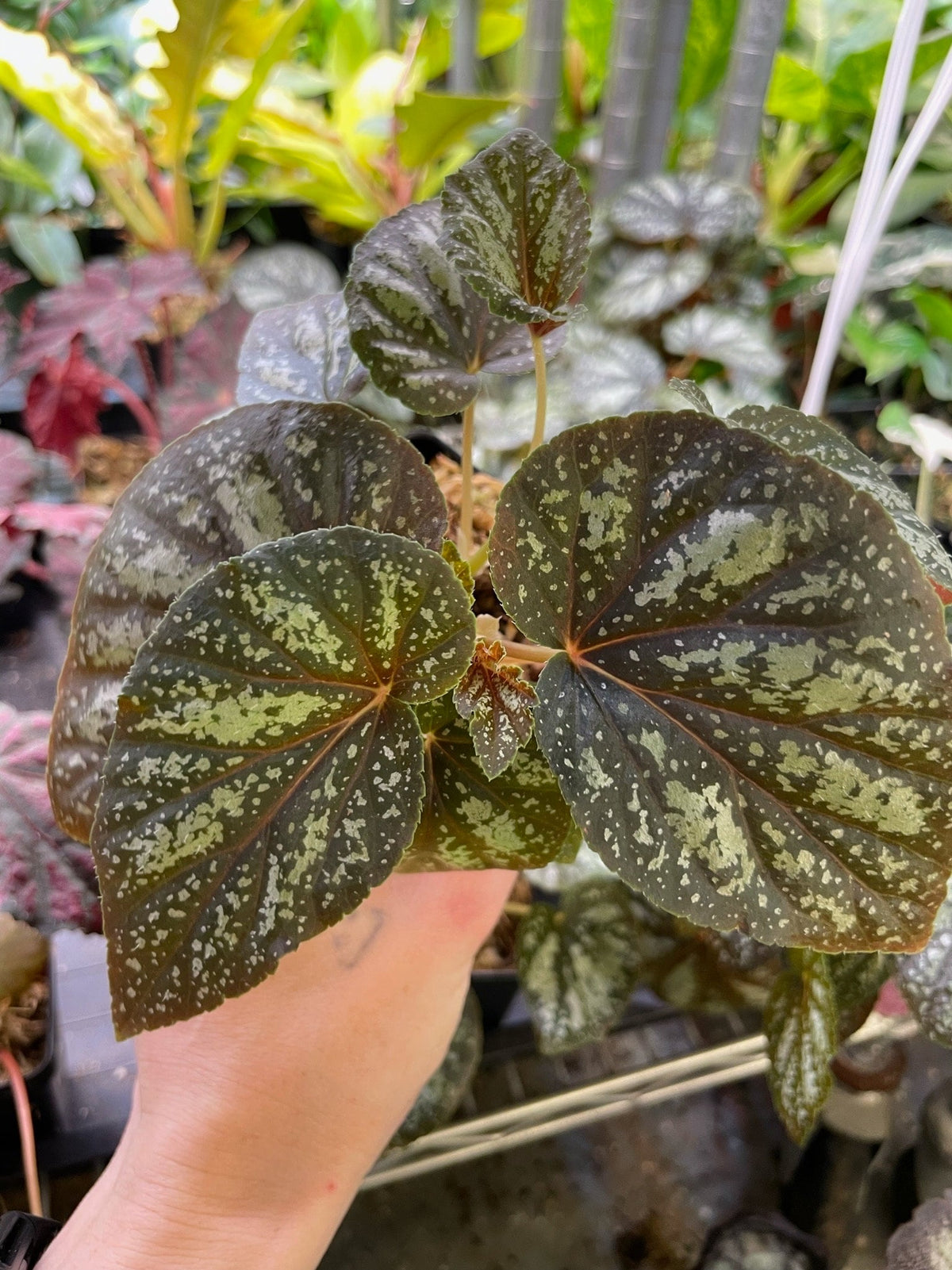 Begonia U168