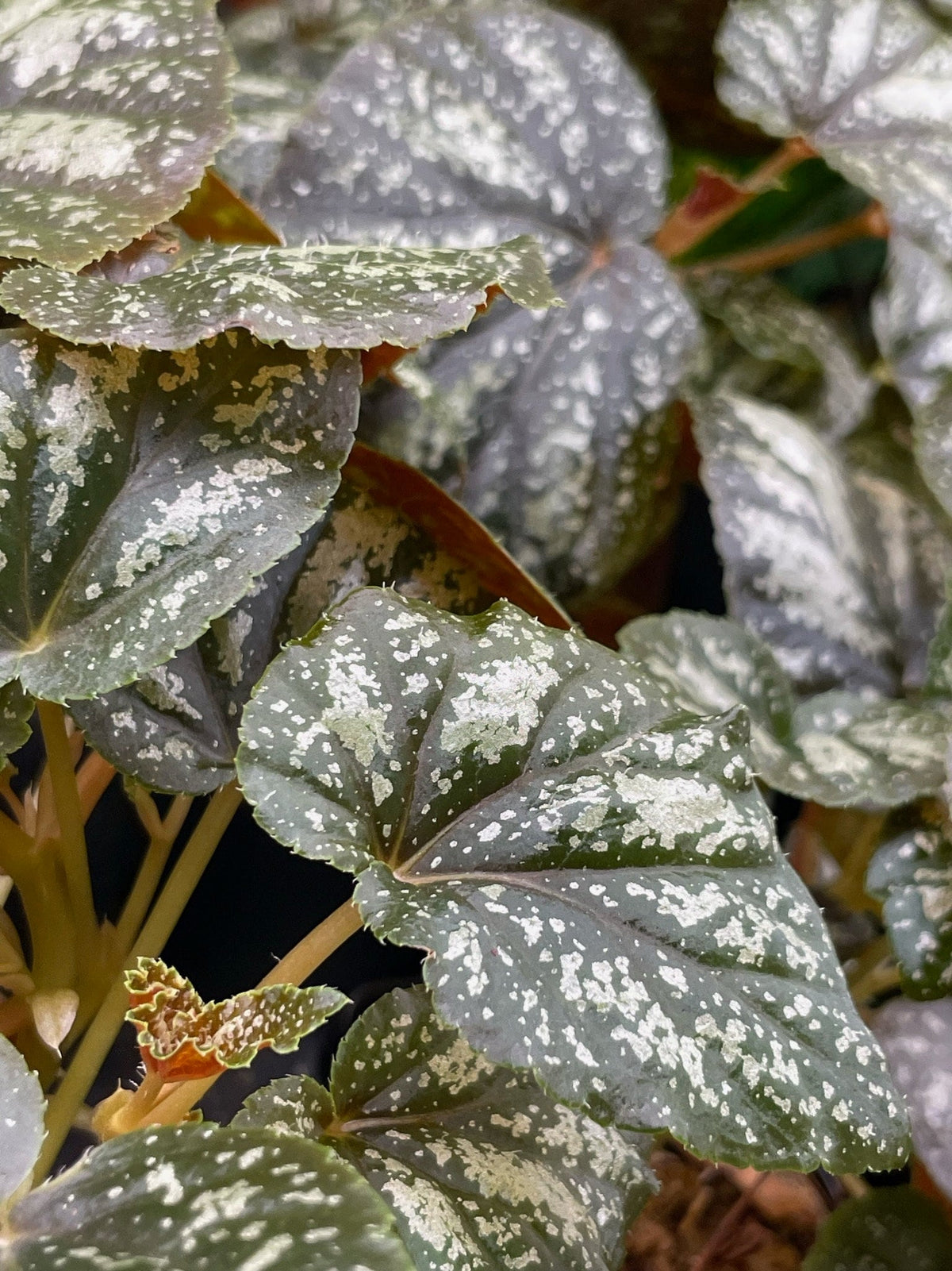 Begonia U168