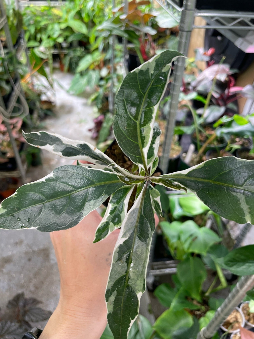 Pseuderanthemum Stainless Steel