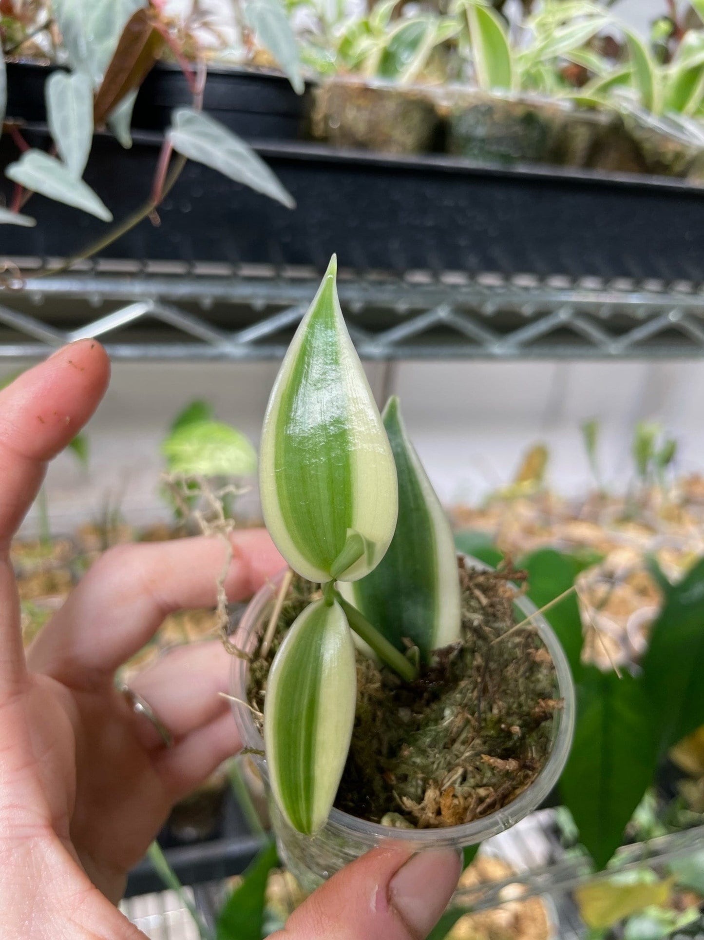 Variegated Vanilla Orchid Planifolia Variegata