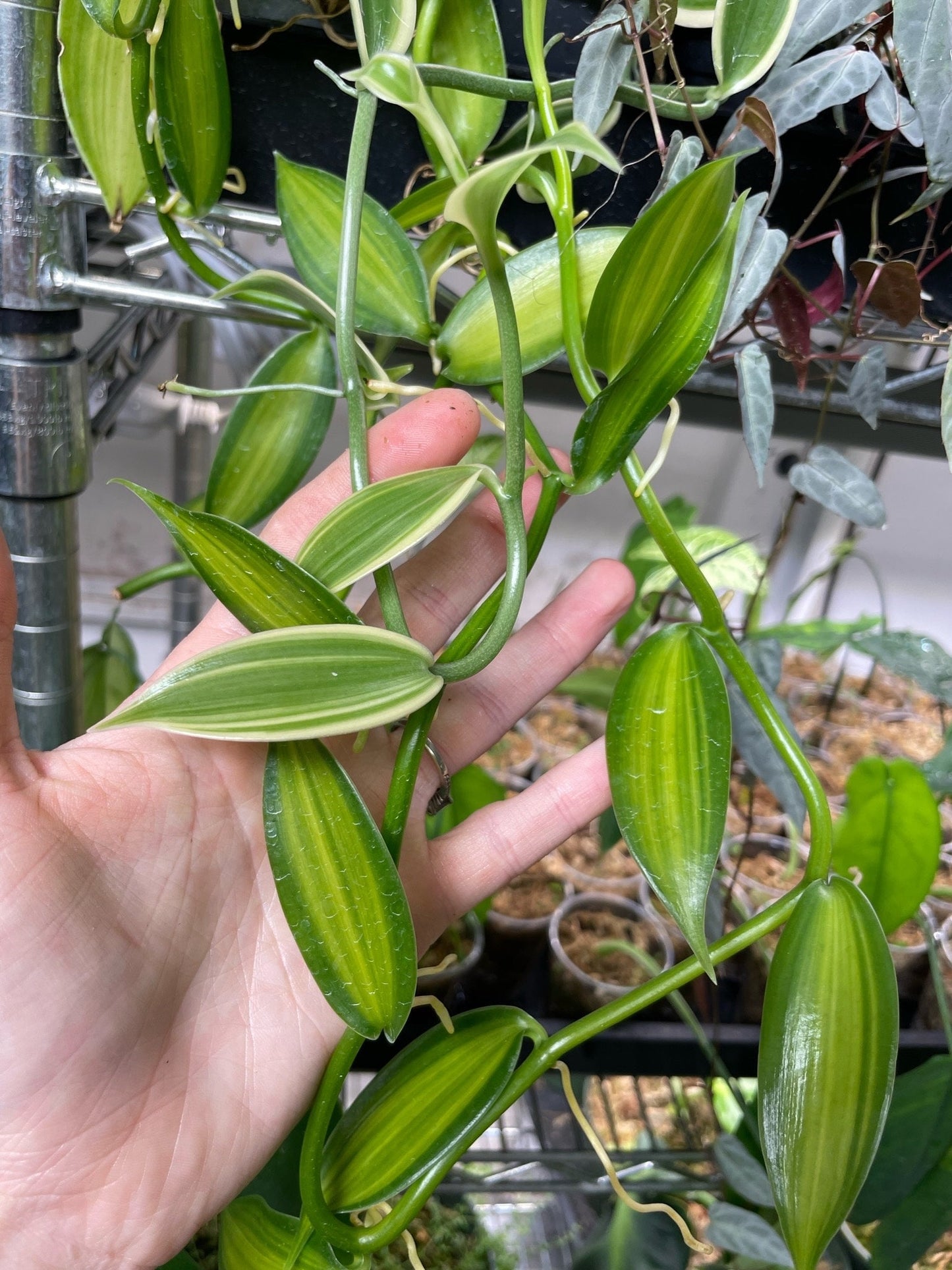 Variegated Vanilla Orchid Planifolia Variegata