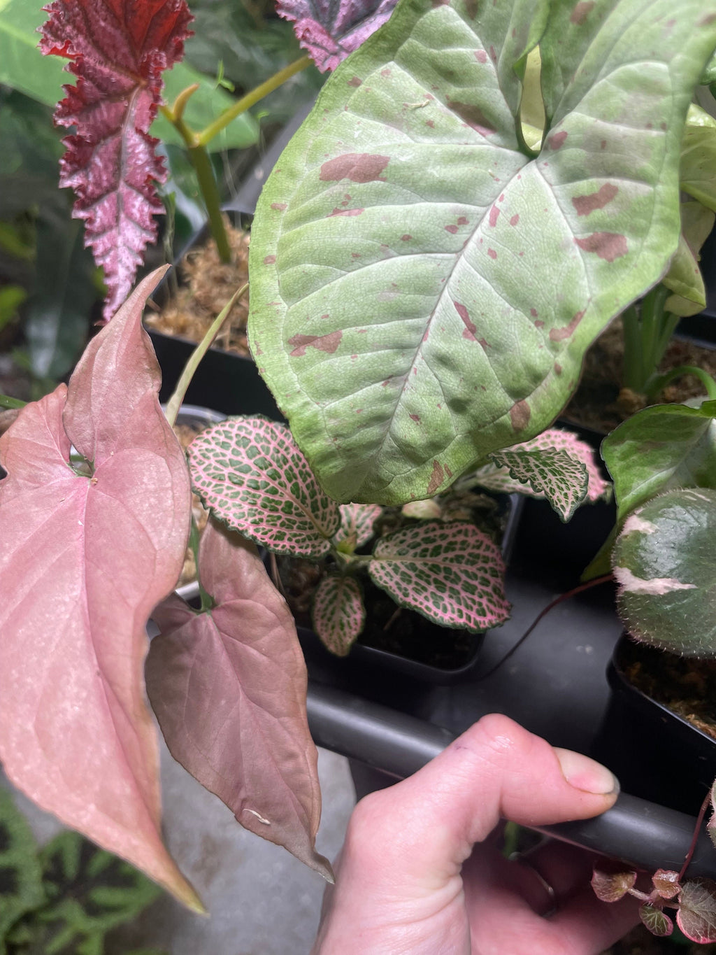 Pink House Plant Bundle
