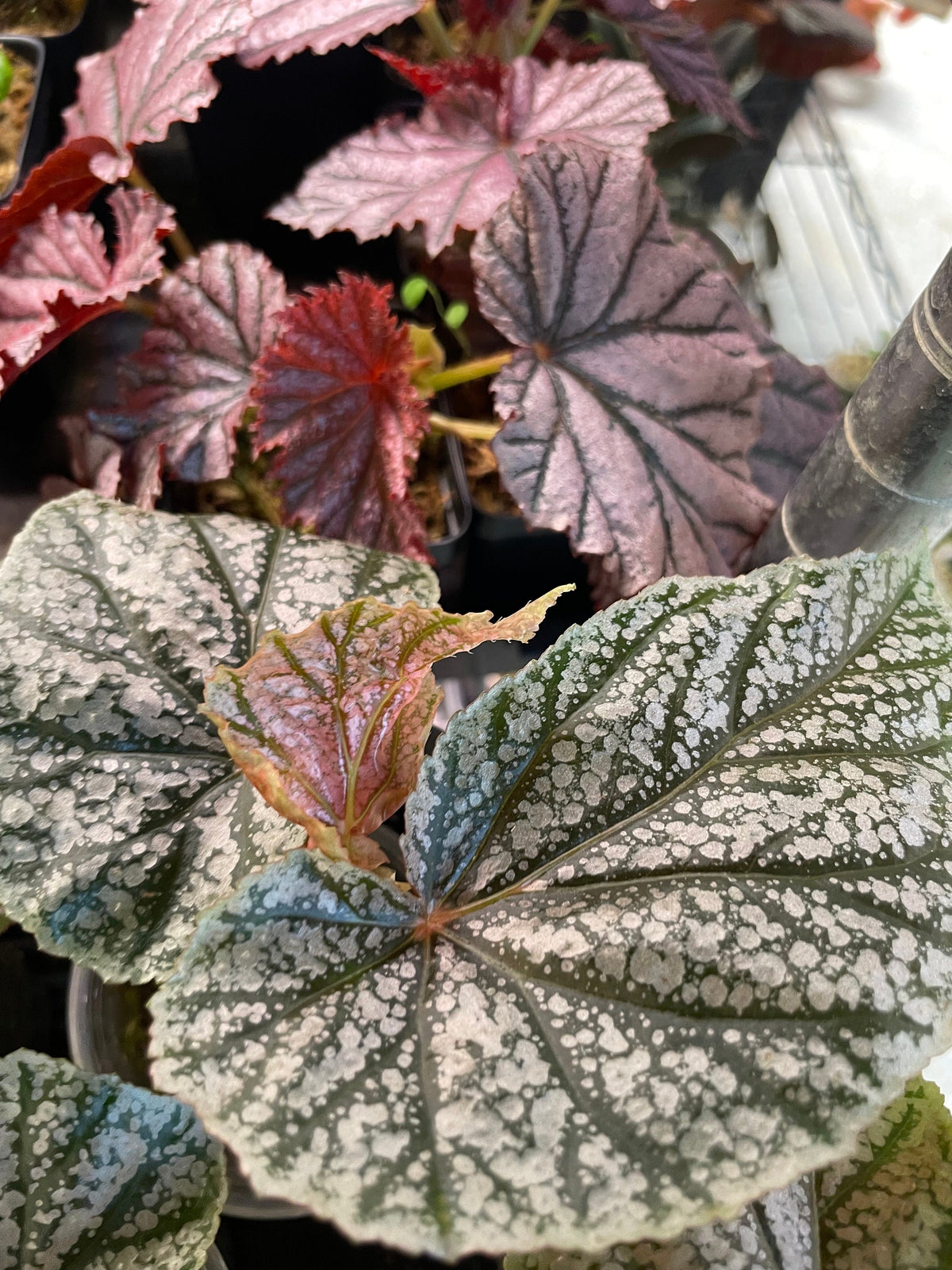 Pink House Plant Bundle