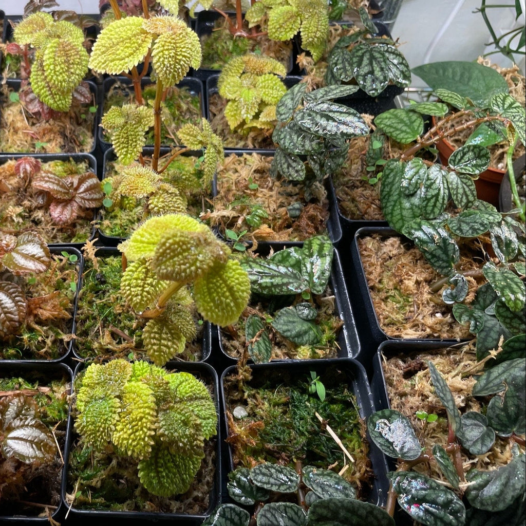 Terrarium Plant Bundle