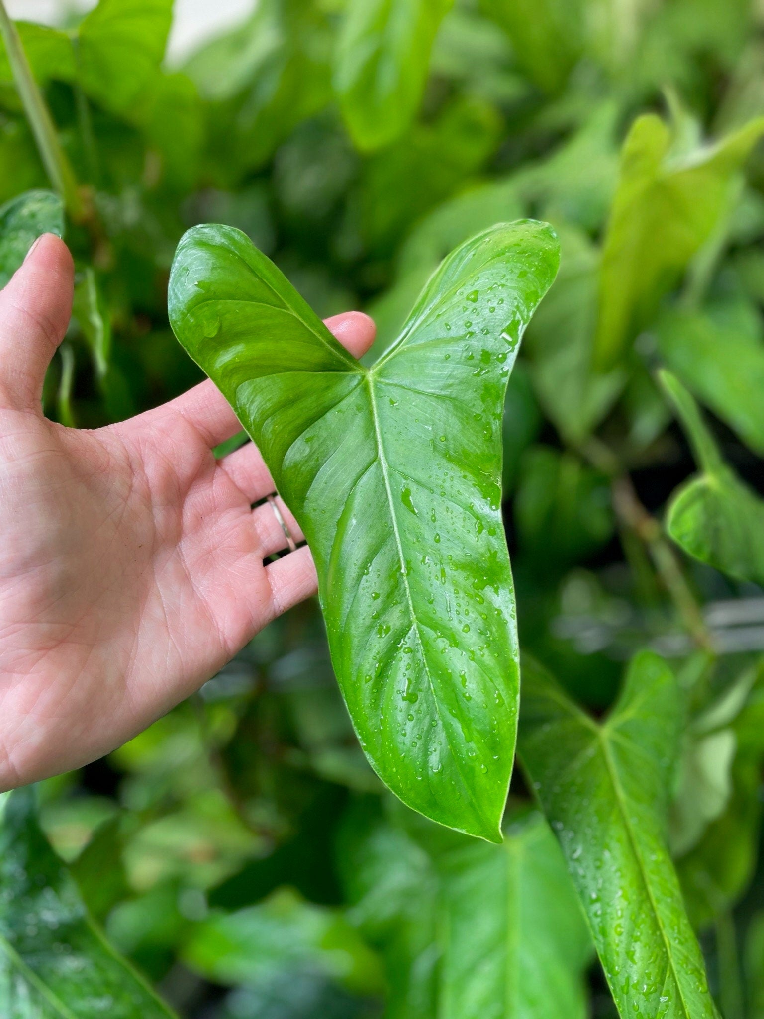 philodendron oxapapense Philodendron Oxapapense Small