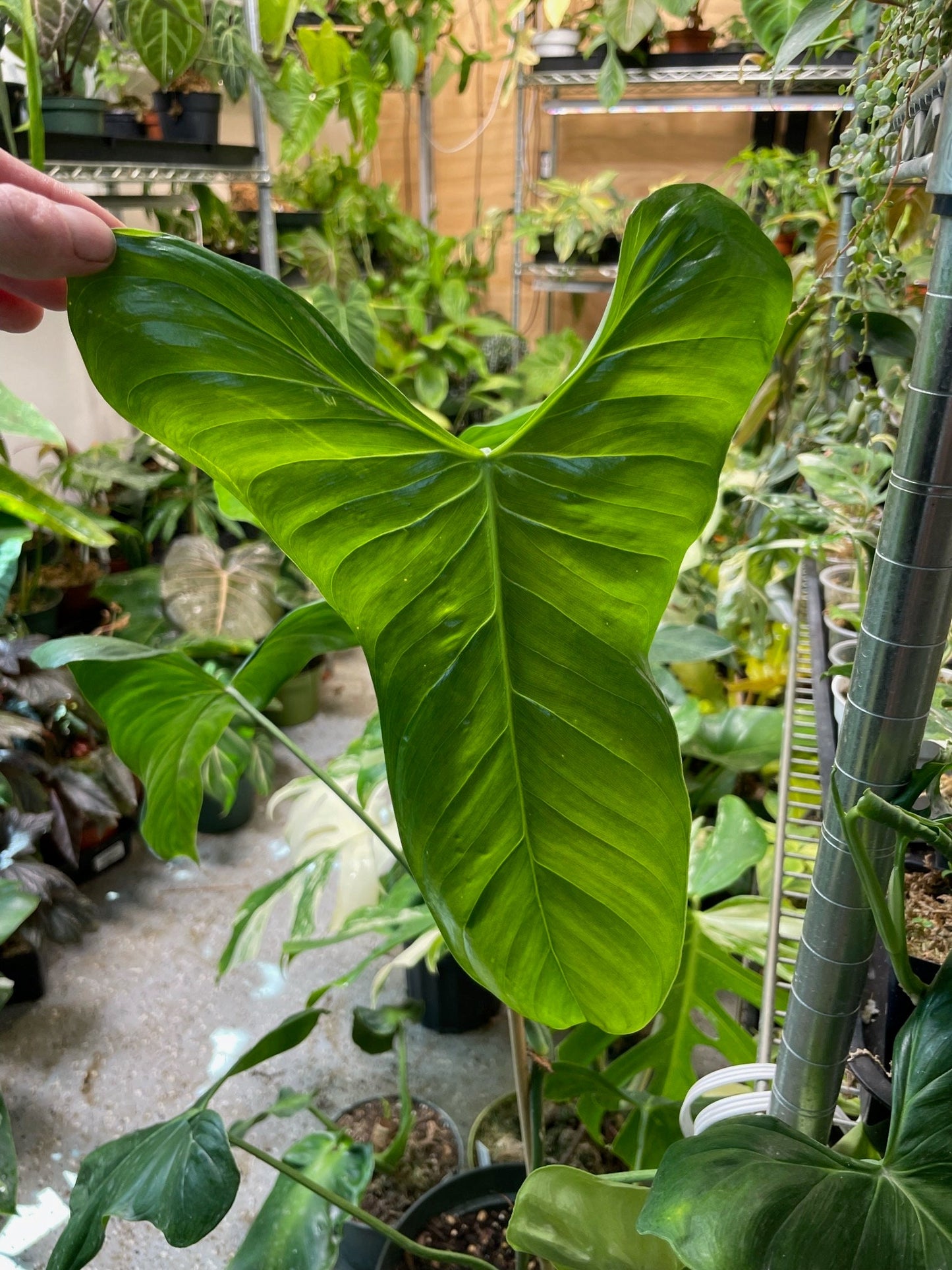 philodendron oxapapense Philodendron Oxapapense Small – NurseryRx