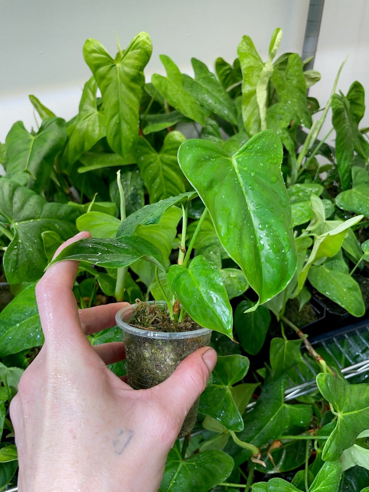 oxapapense philodendron Philodendron Oxapapense Small – NurseryRx