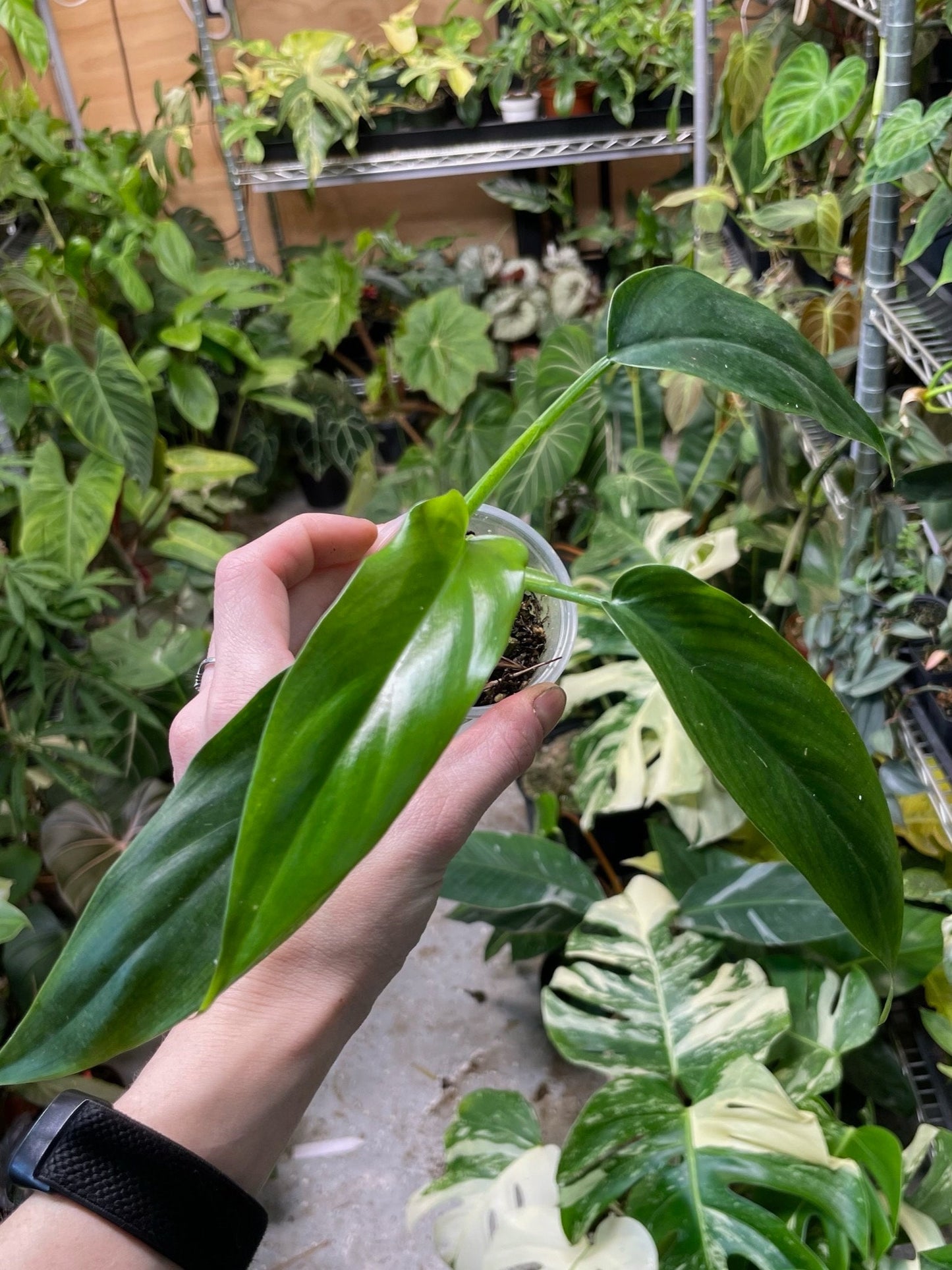 philodendron tripartitum for sale Philodendron Tripartitum Small – NurseryRx