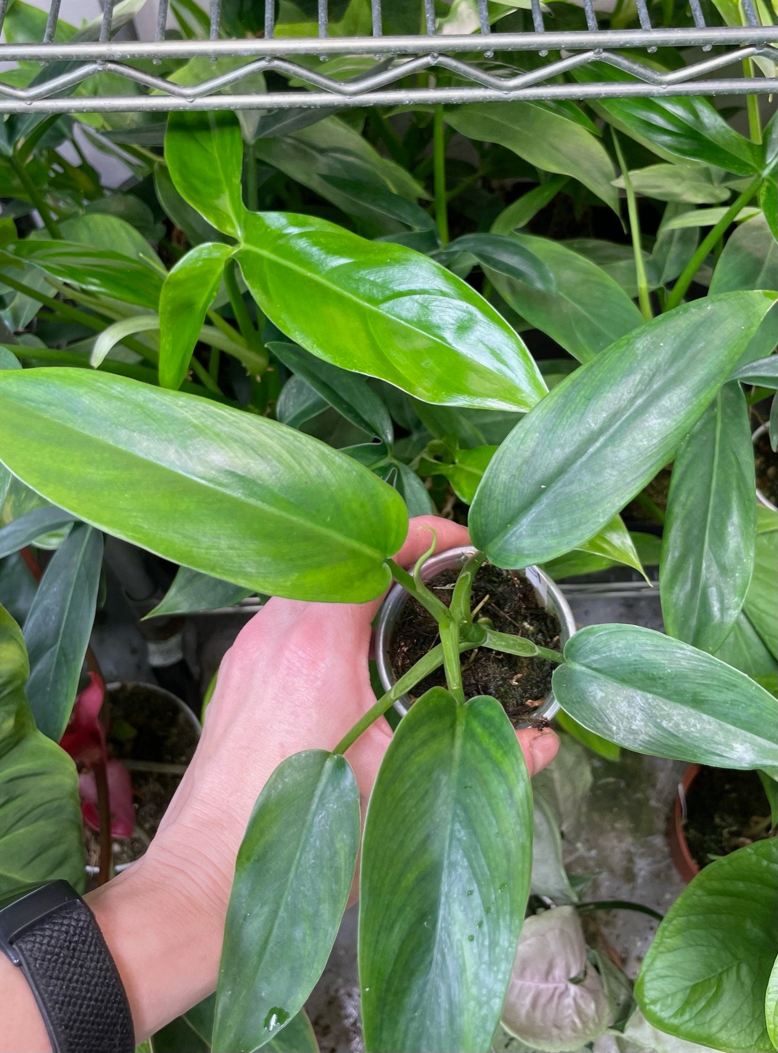 philodendron tripartitum for sale Philodendron Tripartitum Small – NurseryRx