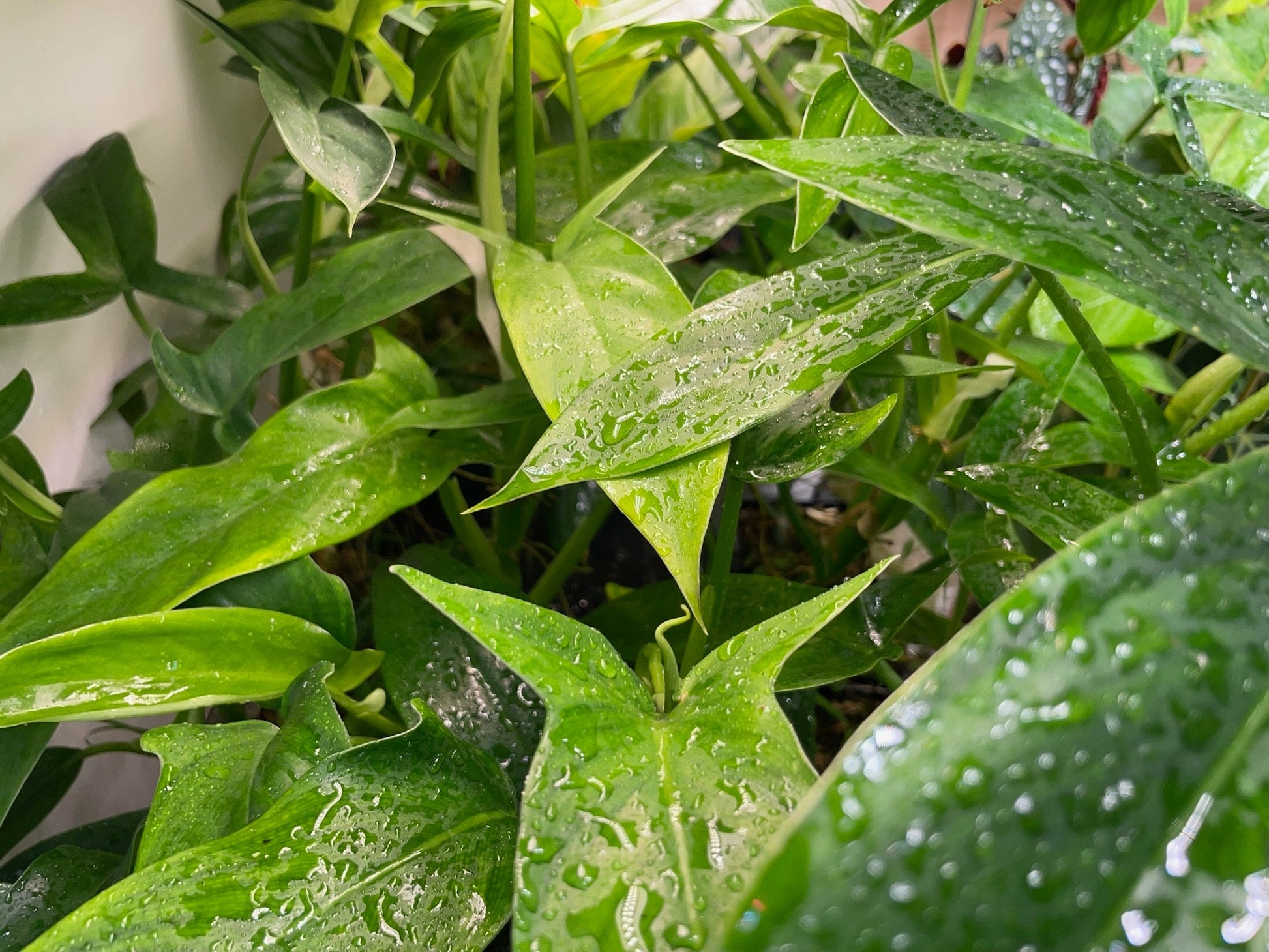 philodendron tripartitum for sale Philodendron Tripartitum Small – NurseryRx