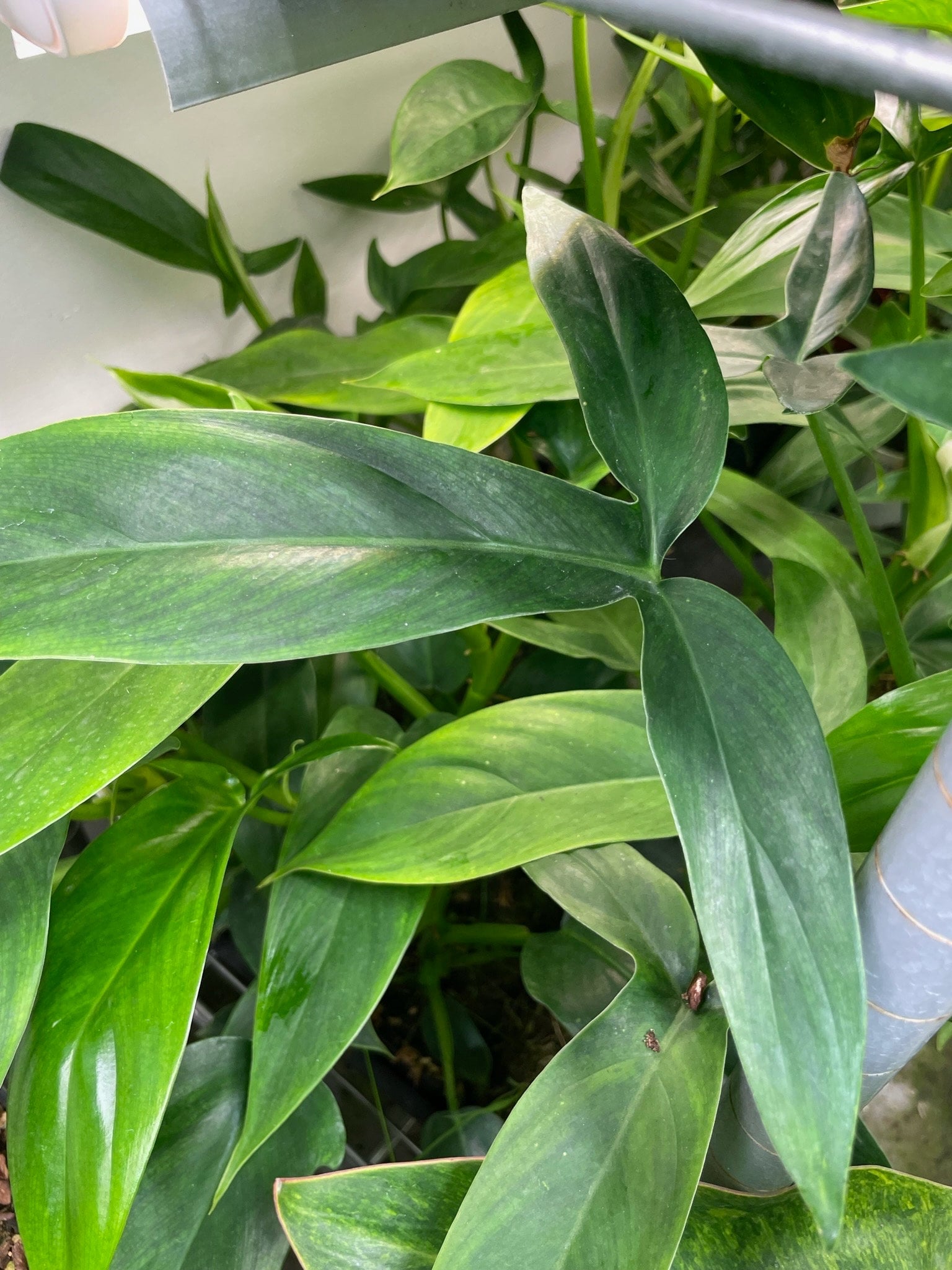 thin leaf philodendron Philodendron Tripartitum Small – NurseryRx