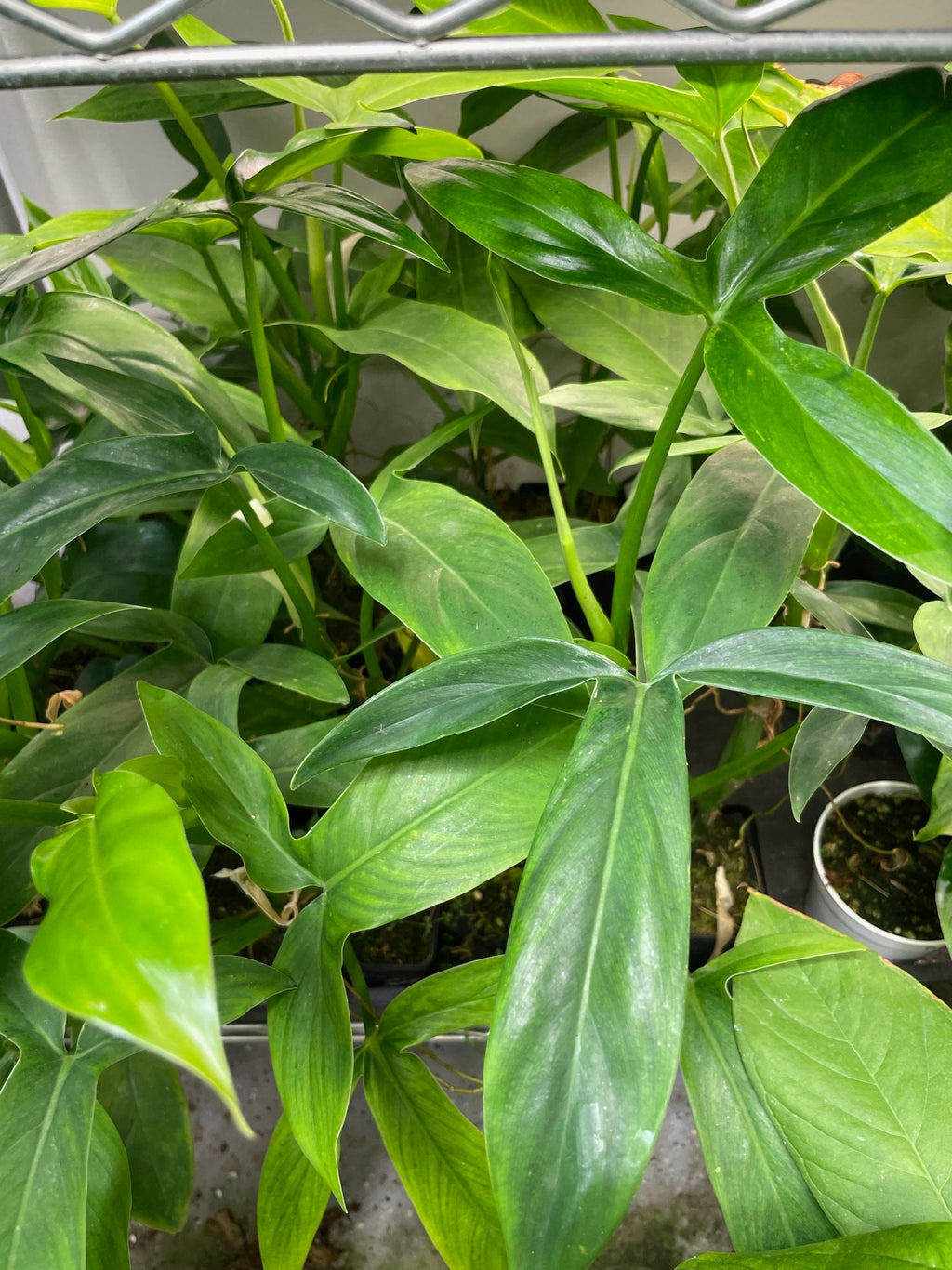 Philodendron Tripartitum Small