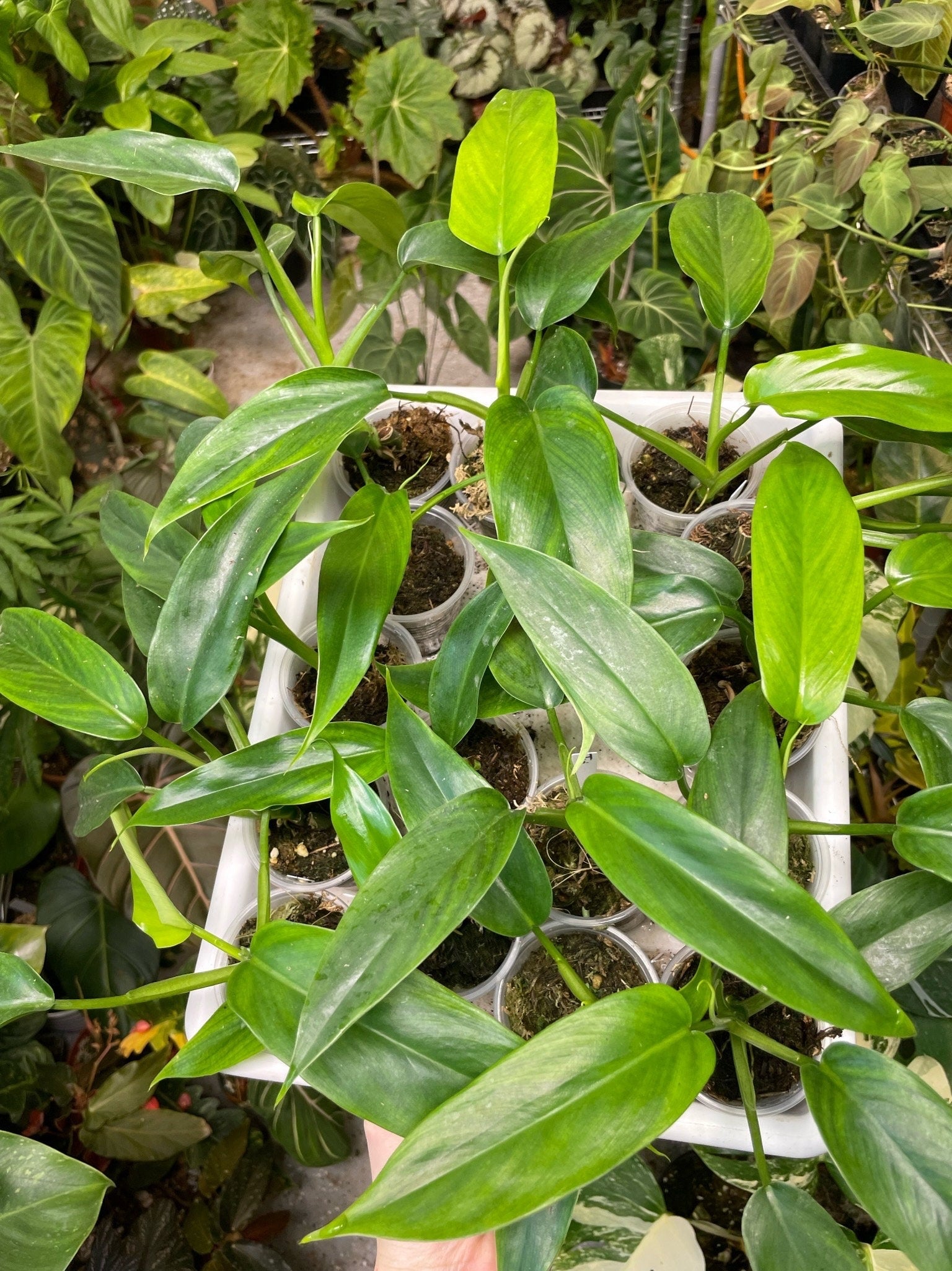 philodendron tripartitum for sale Philodendron Tripartitum Small – NurseryRx