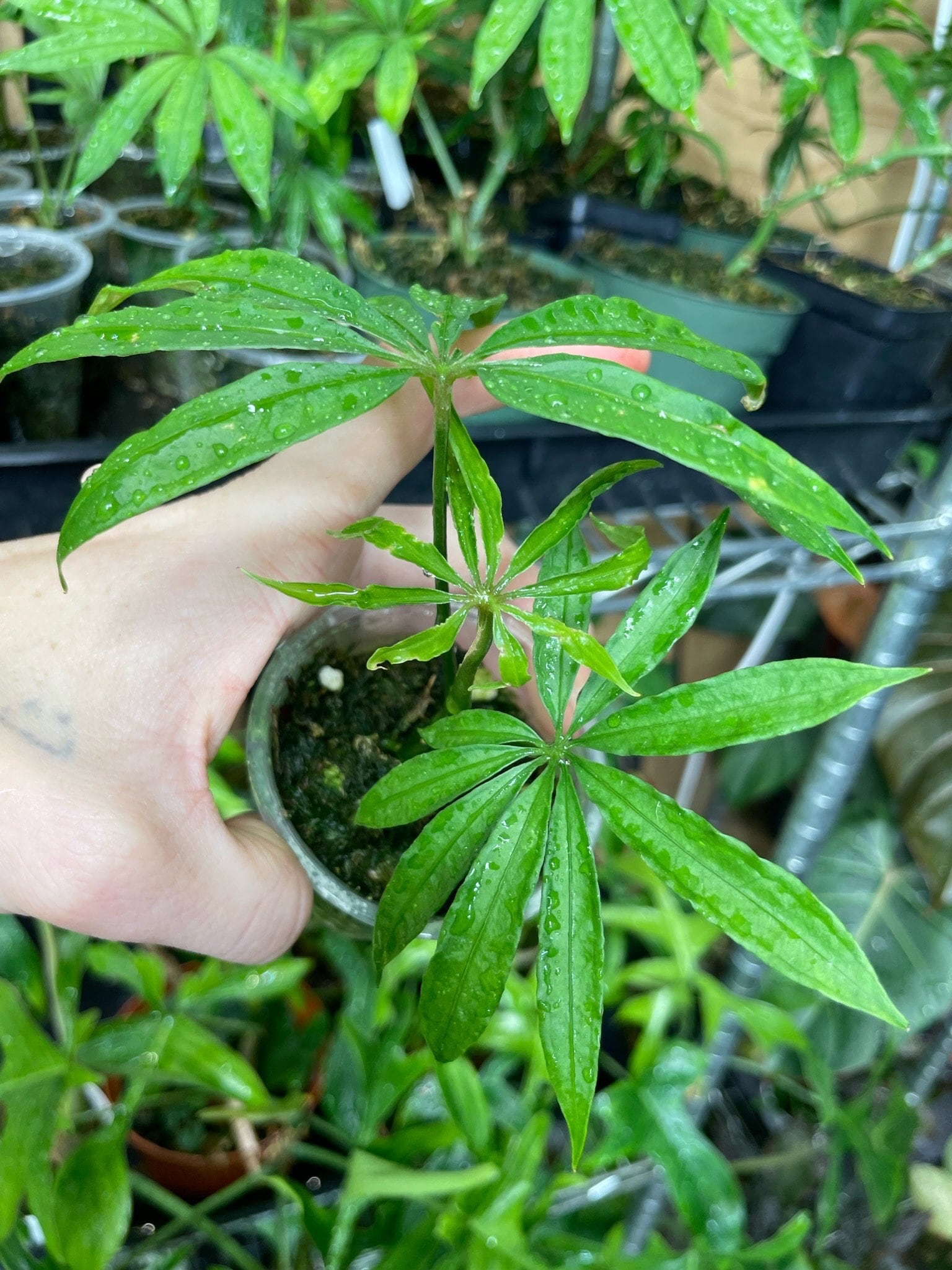 anthurium polydactylum for sale Anthurium Polyschistum Small – NurseryRx