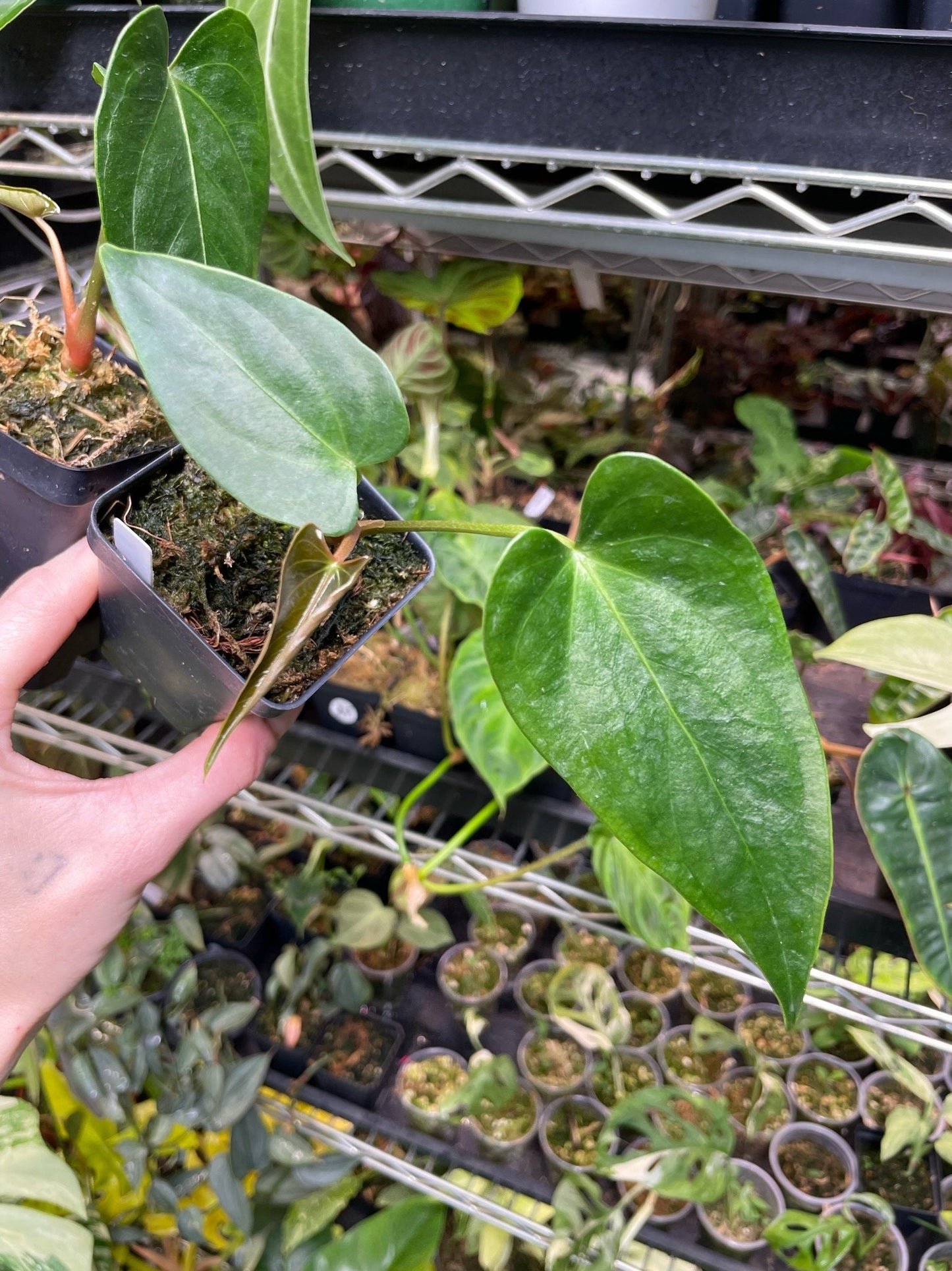 anthurium papillilaminum x regale Anthurium Regale x Nigrolaminum Gigi – NurseryRx
