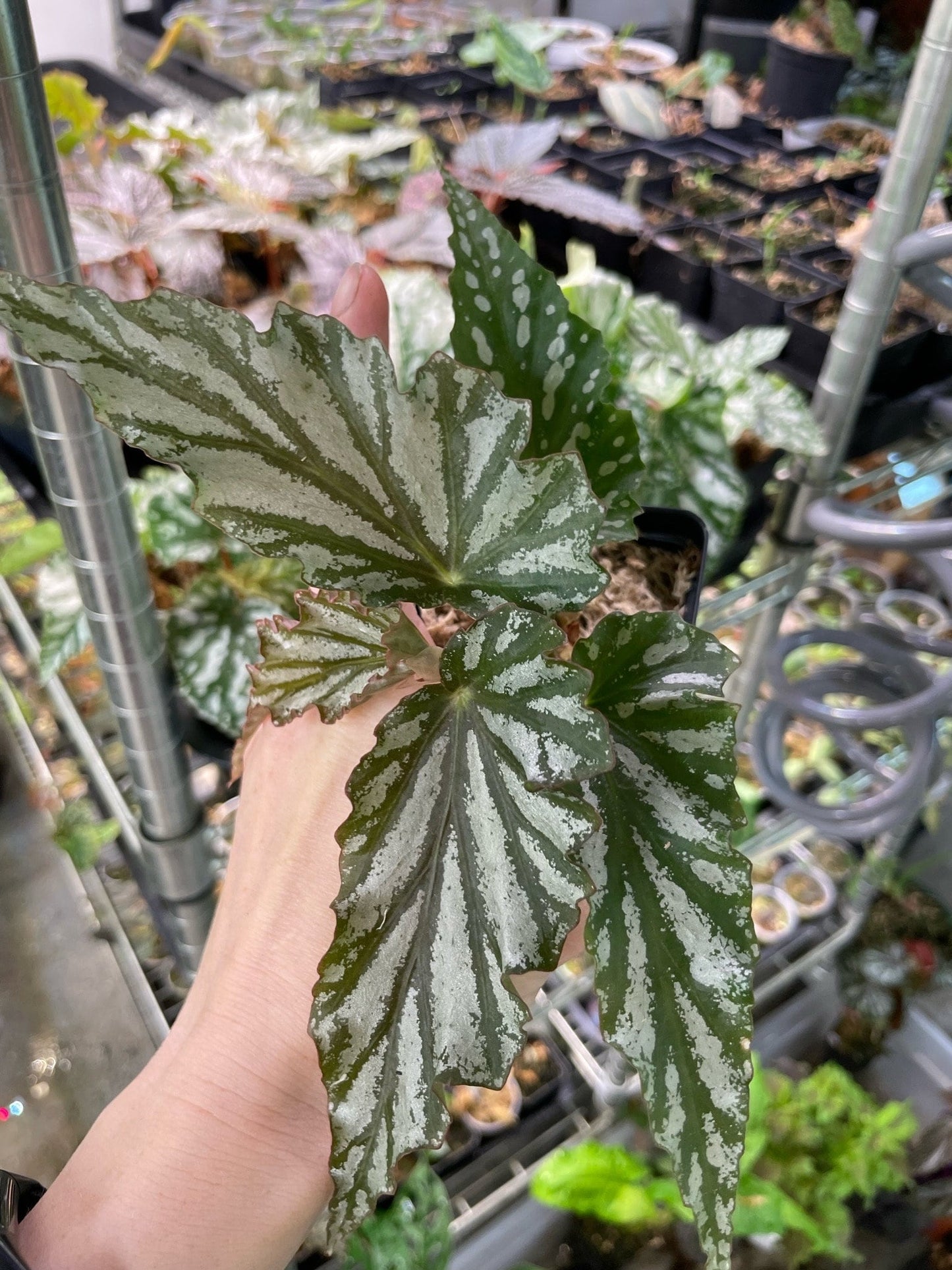 Begonia American River