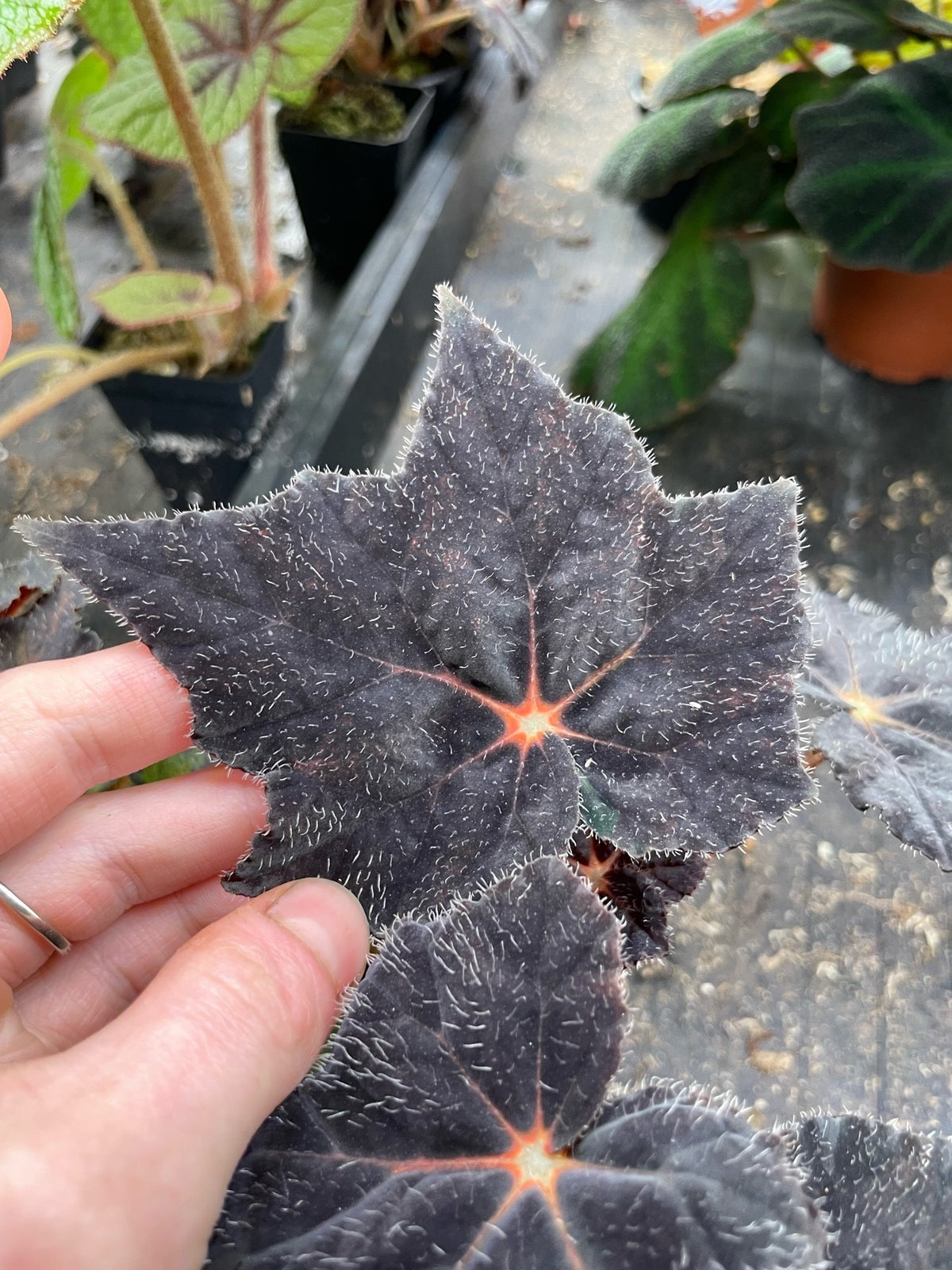Begonia Hallows Eve