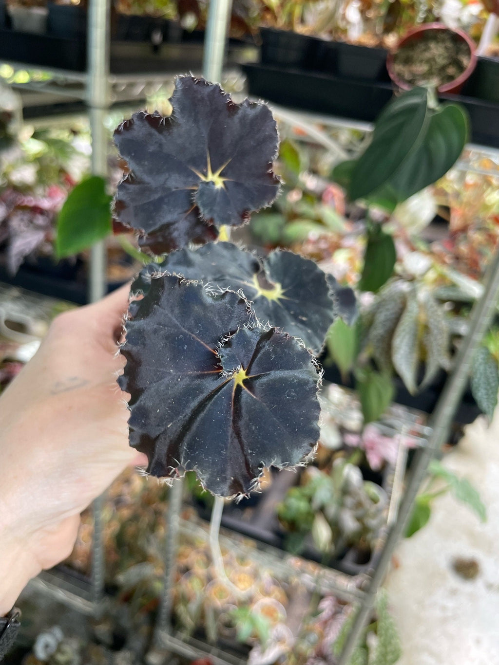 Begonia Mo Reese