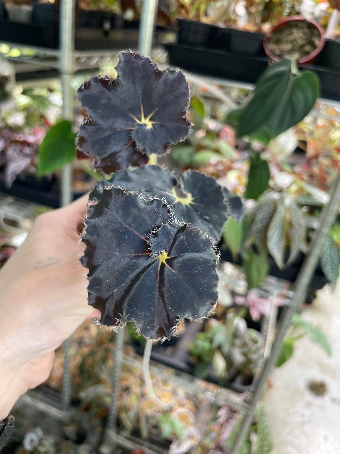 Begonia Mo Reese