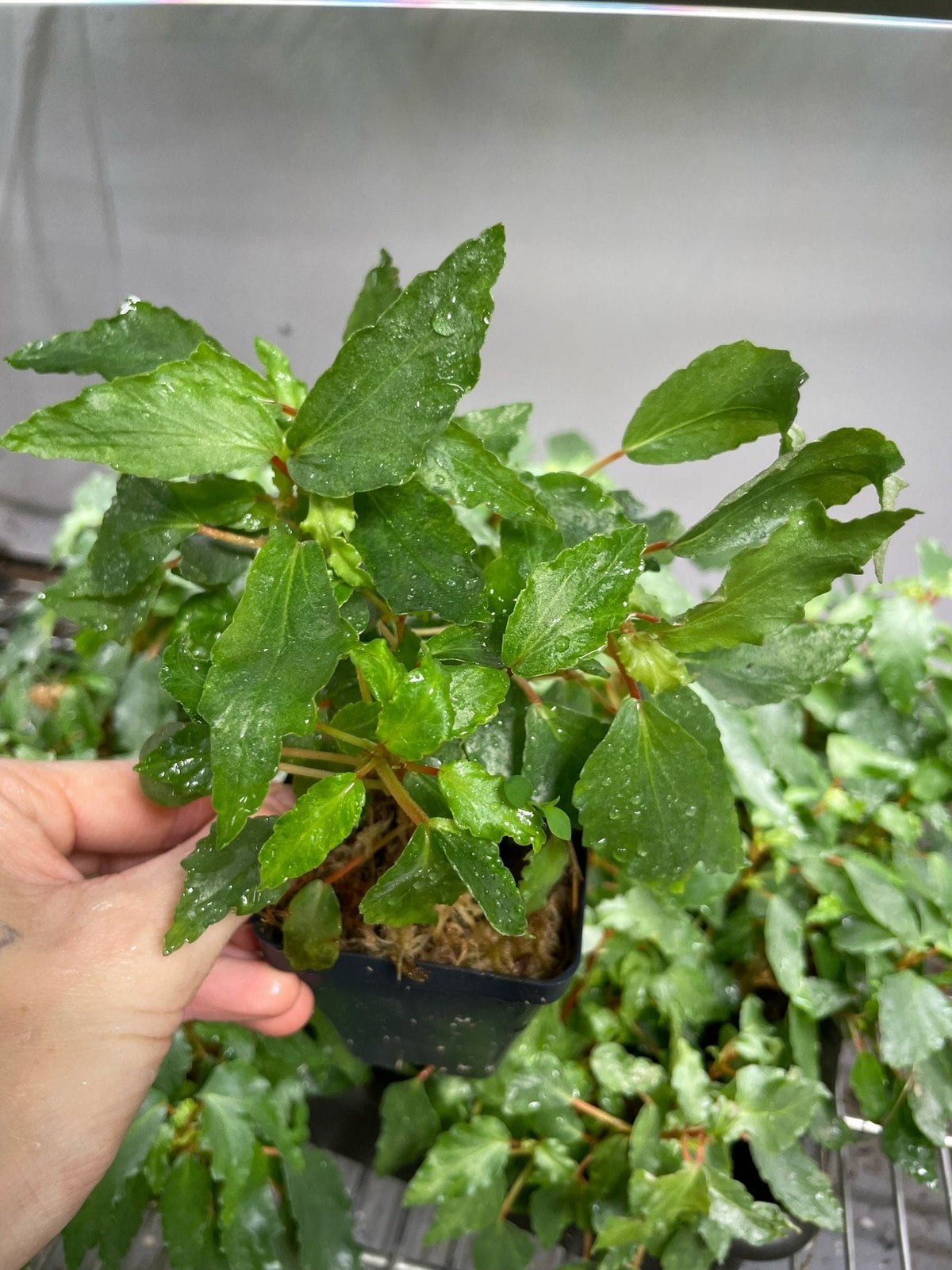 Begonia Cubensis