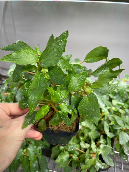 Begonia Cubensis