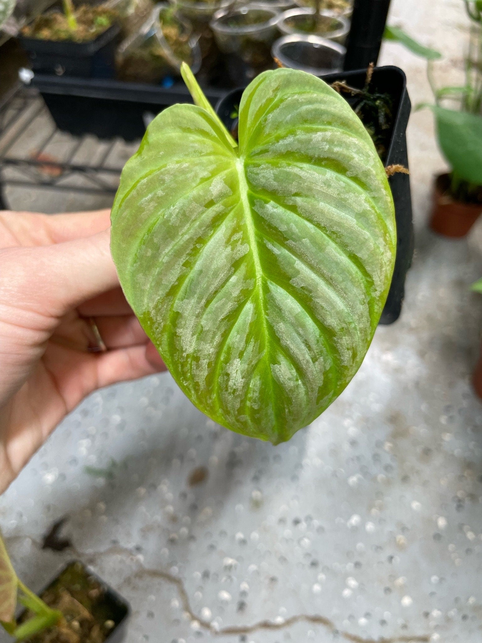 philodendron majesty plant Philodendron P Majestic