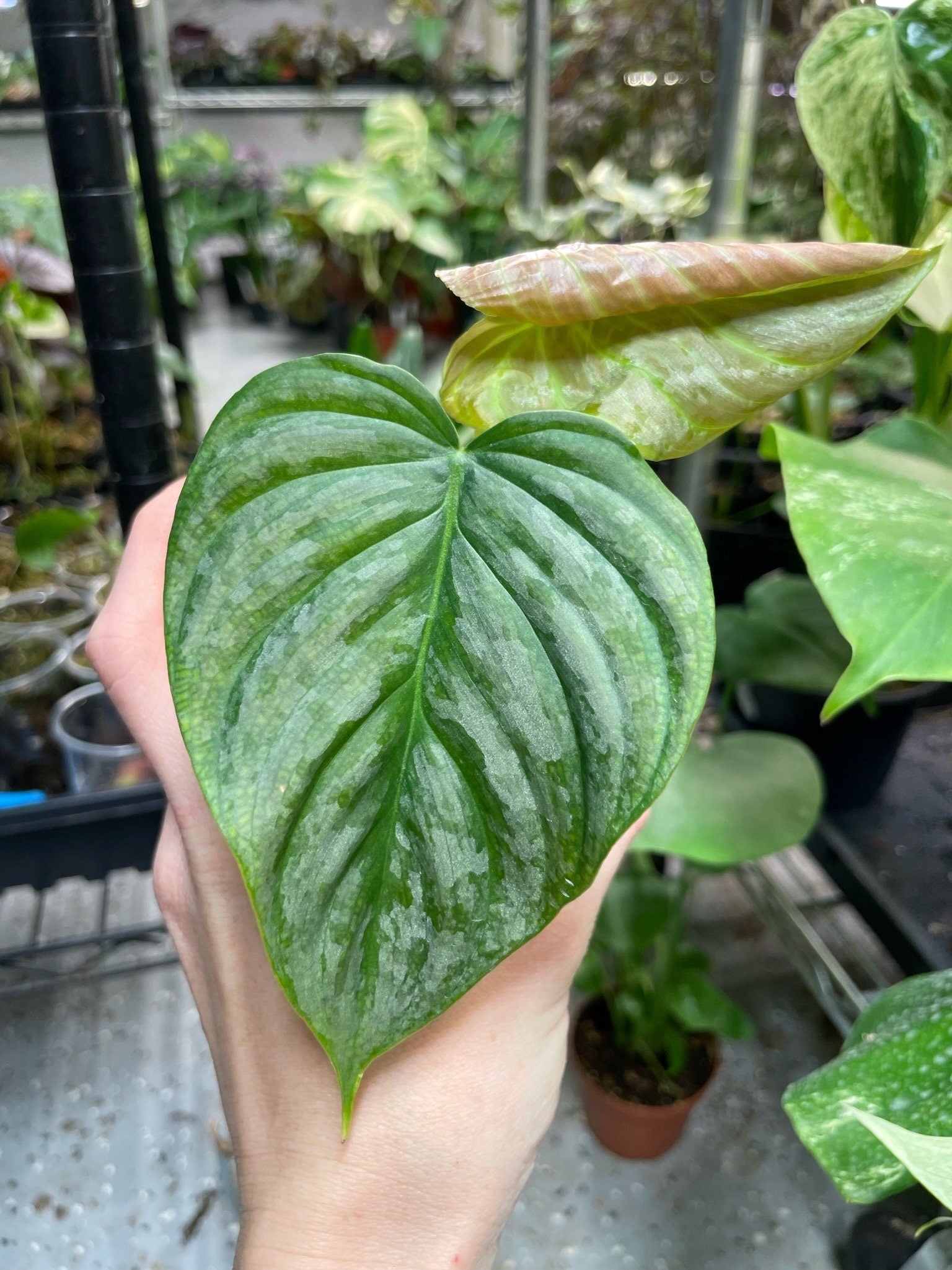majesty philodendron Philodendron P Majestic