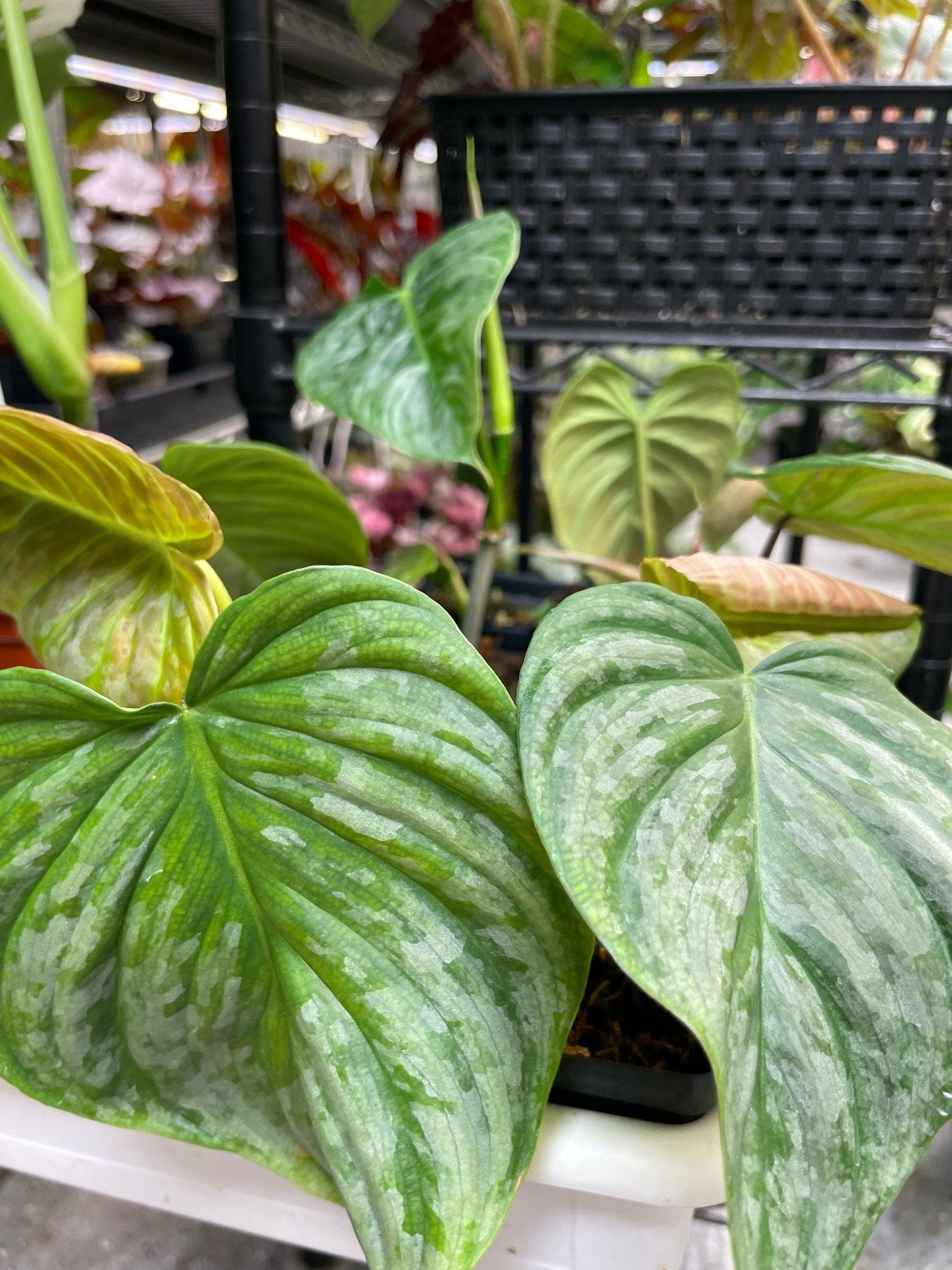 green majesty philodendron Philodendron P Majestic