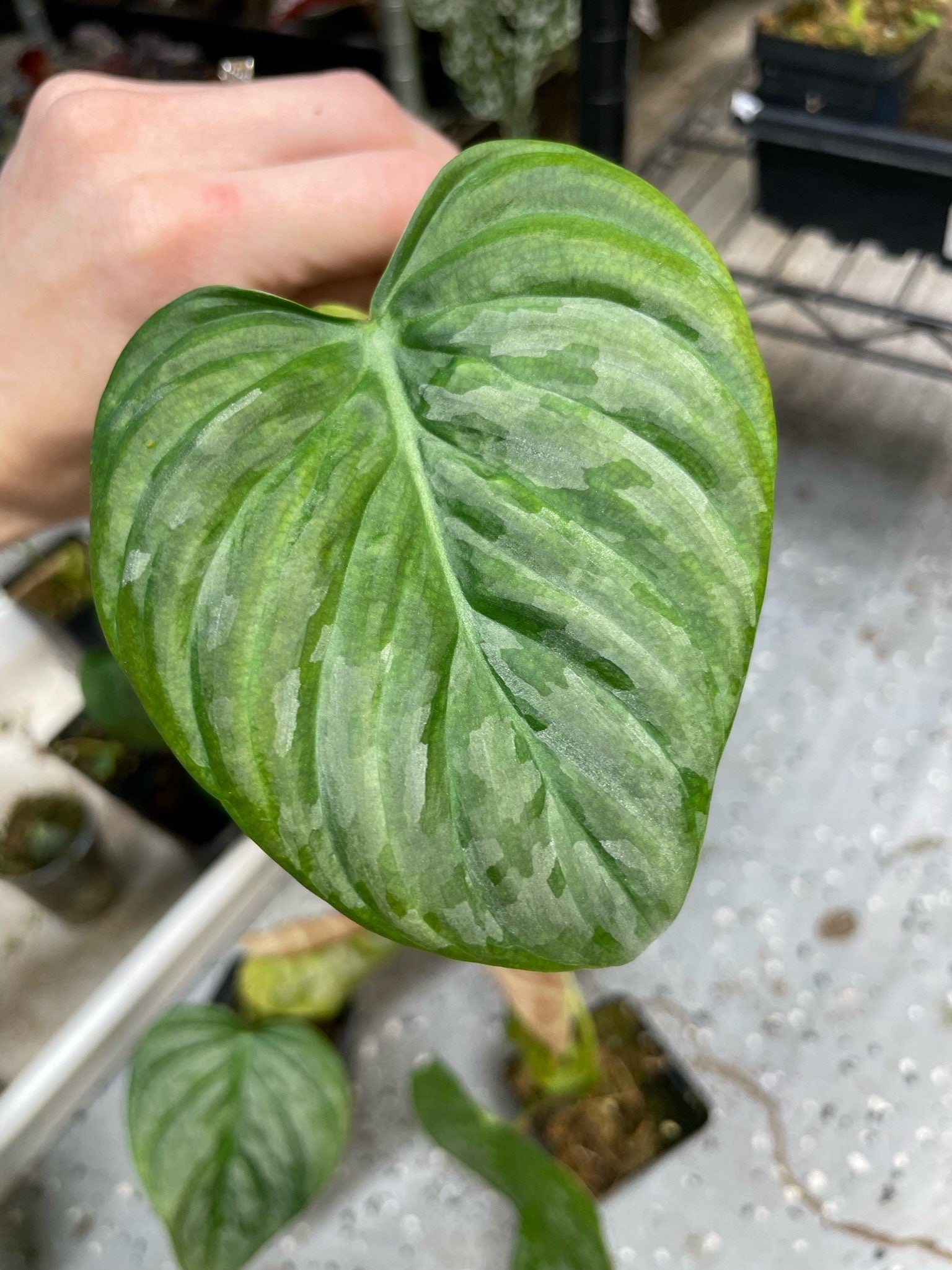 free majestic 35 yr old 10 ft tall philodendron Philodendron P Majestic