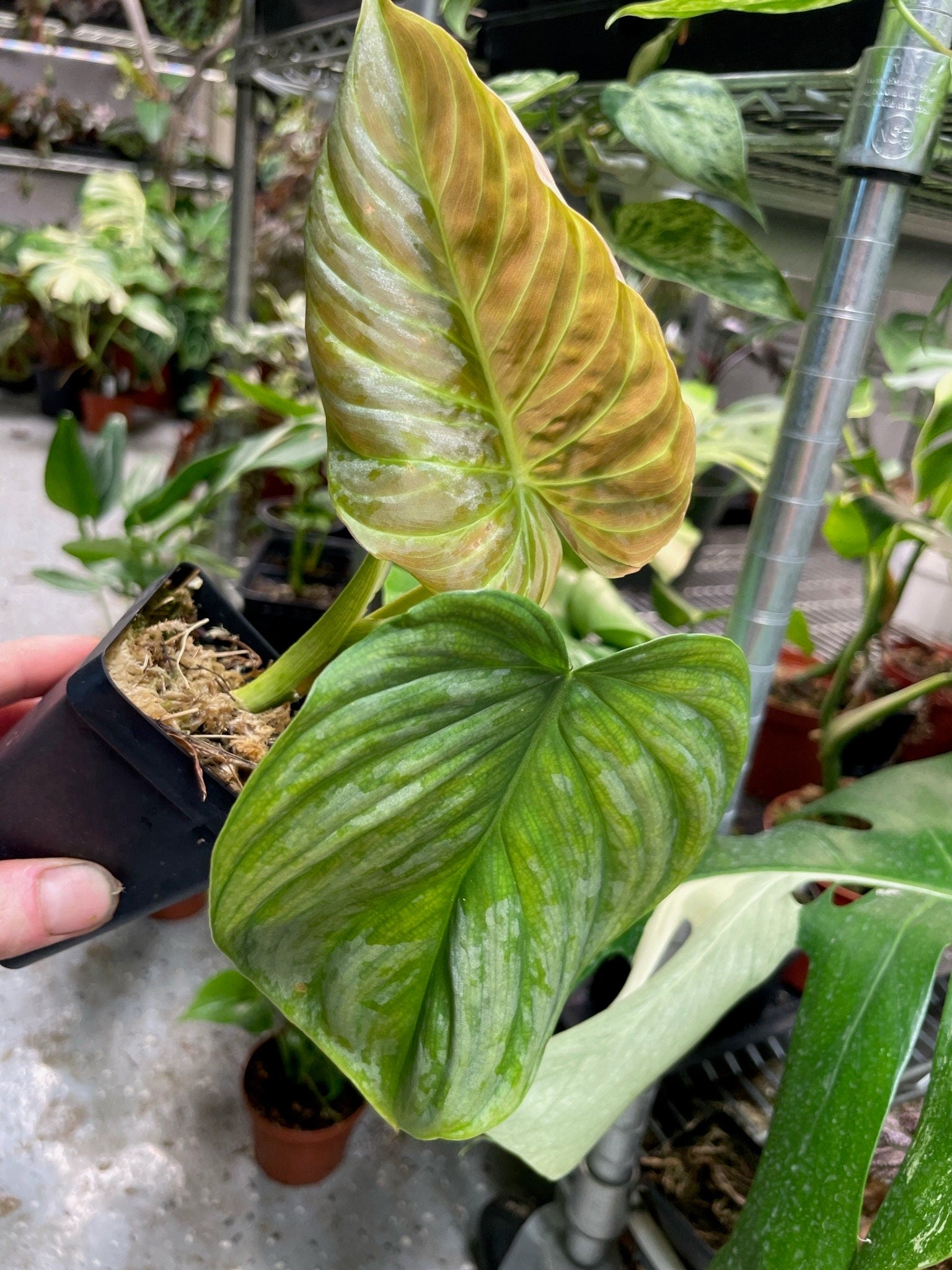 free majestic 35 yr old 10 ft tall philodendron Philodendron P Majestic